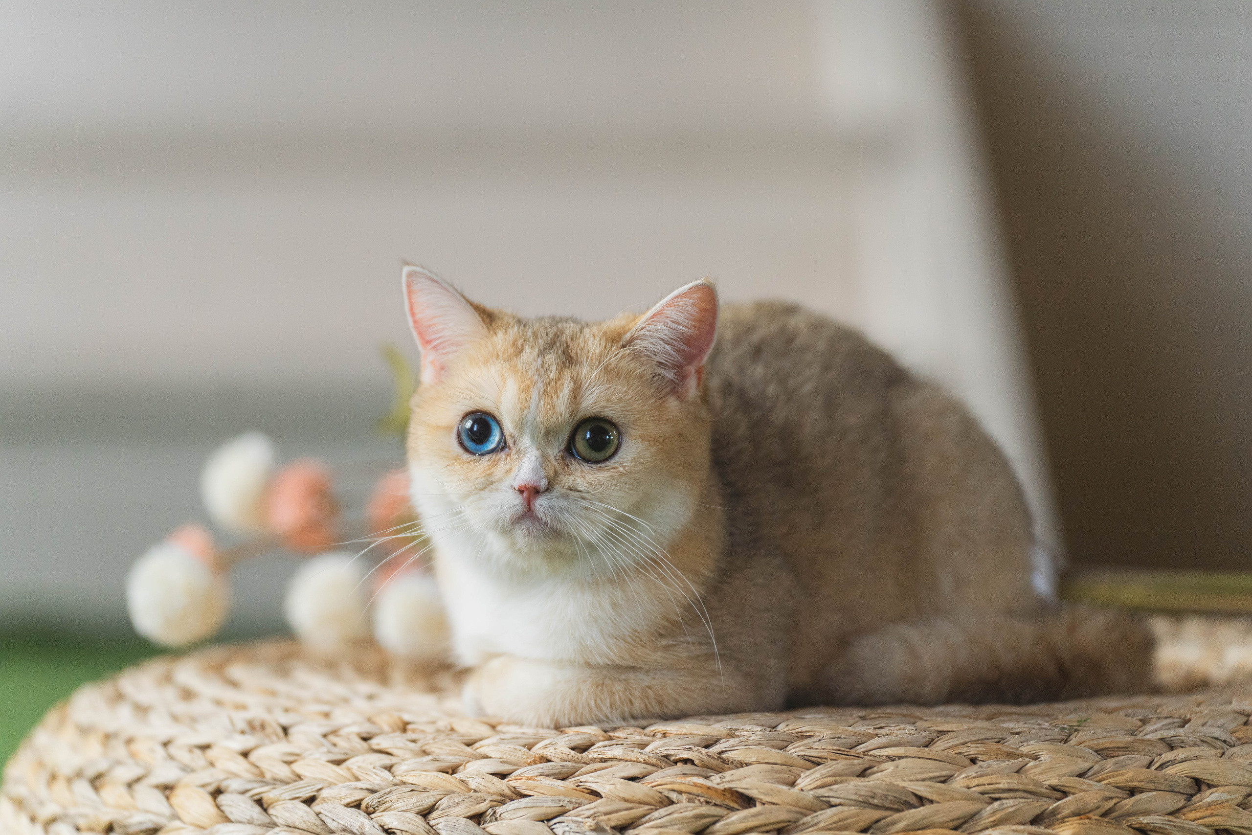 Питомник Шотландских кошек. Фотограф в Москве Ленарская Дарья