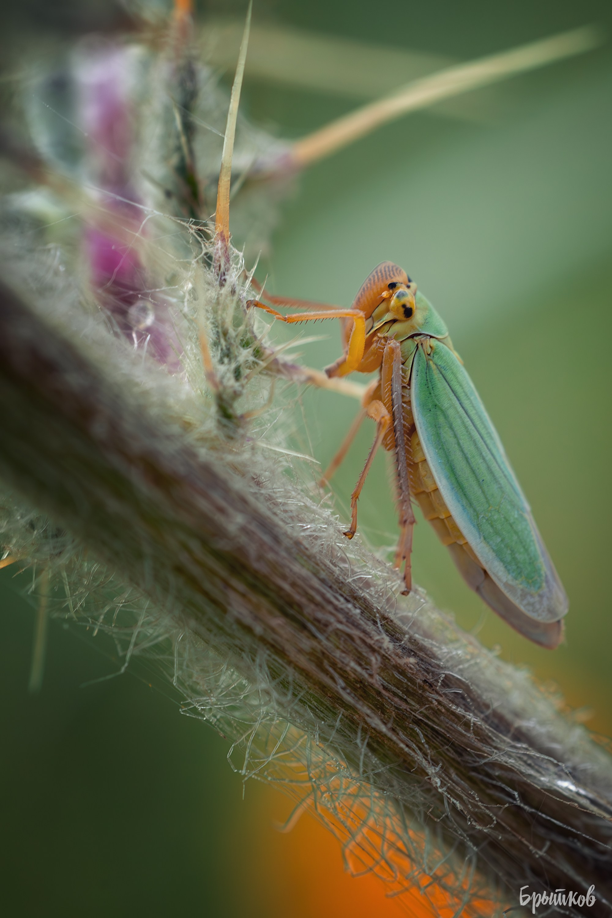 Макрофото. Николай Брытков — фотограф в Туле