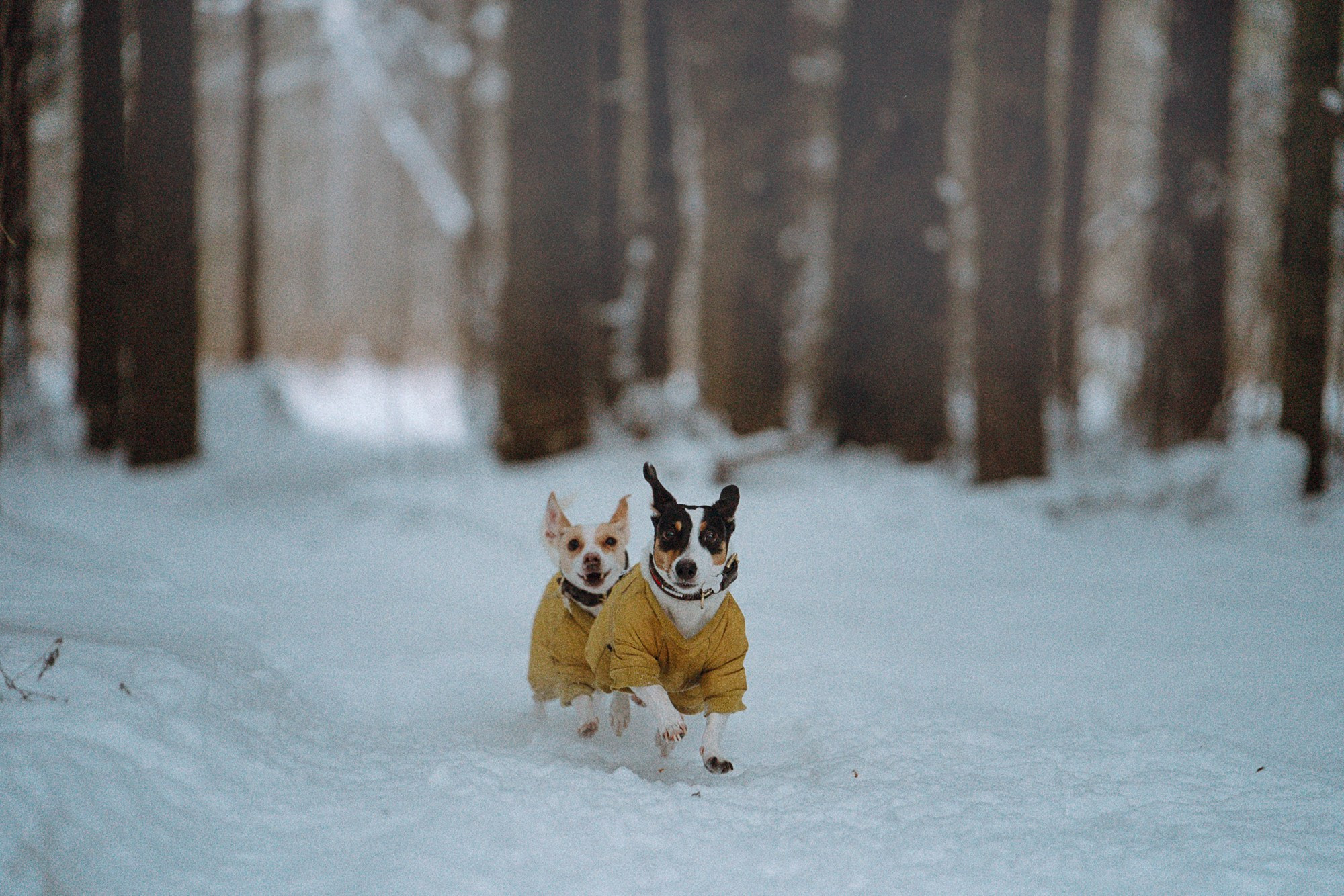 Алина, Ваниль и Элис. Фотограф анималист в Москве и Санкт-Петербурге Свиридова Анна