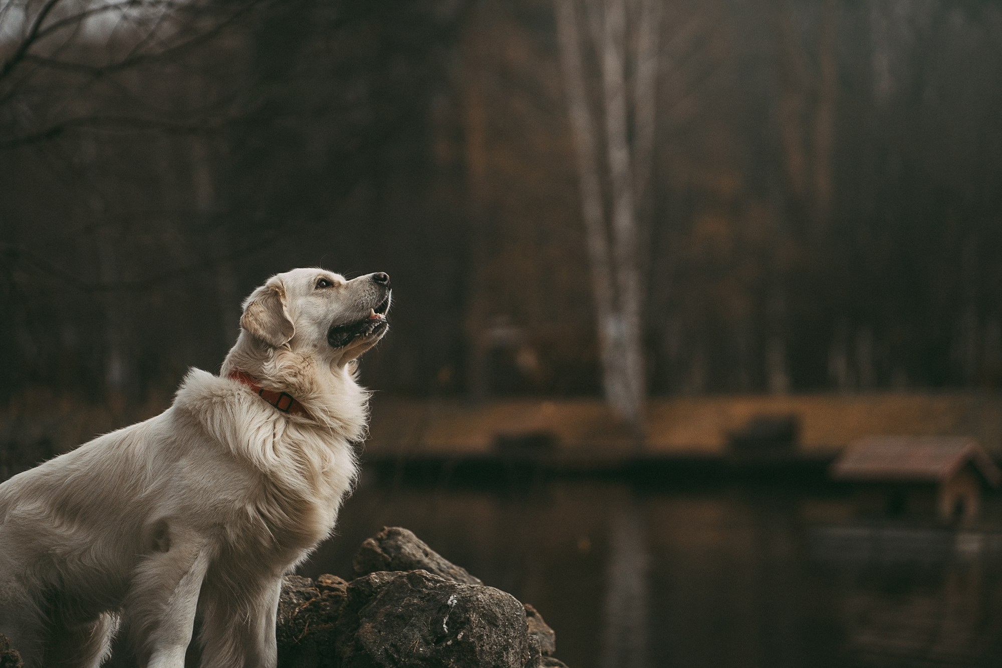 Лена и Мерлин. Фотограф анималист в Москве и Санкт-Петербурге Свиридова Анна