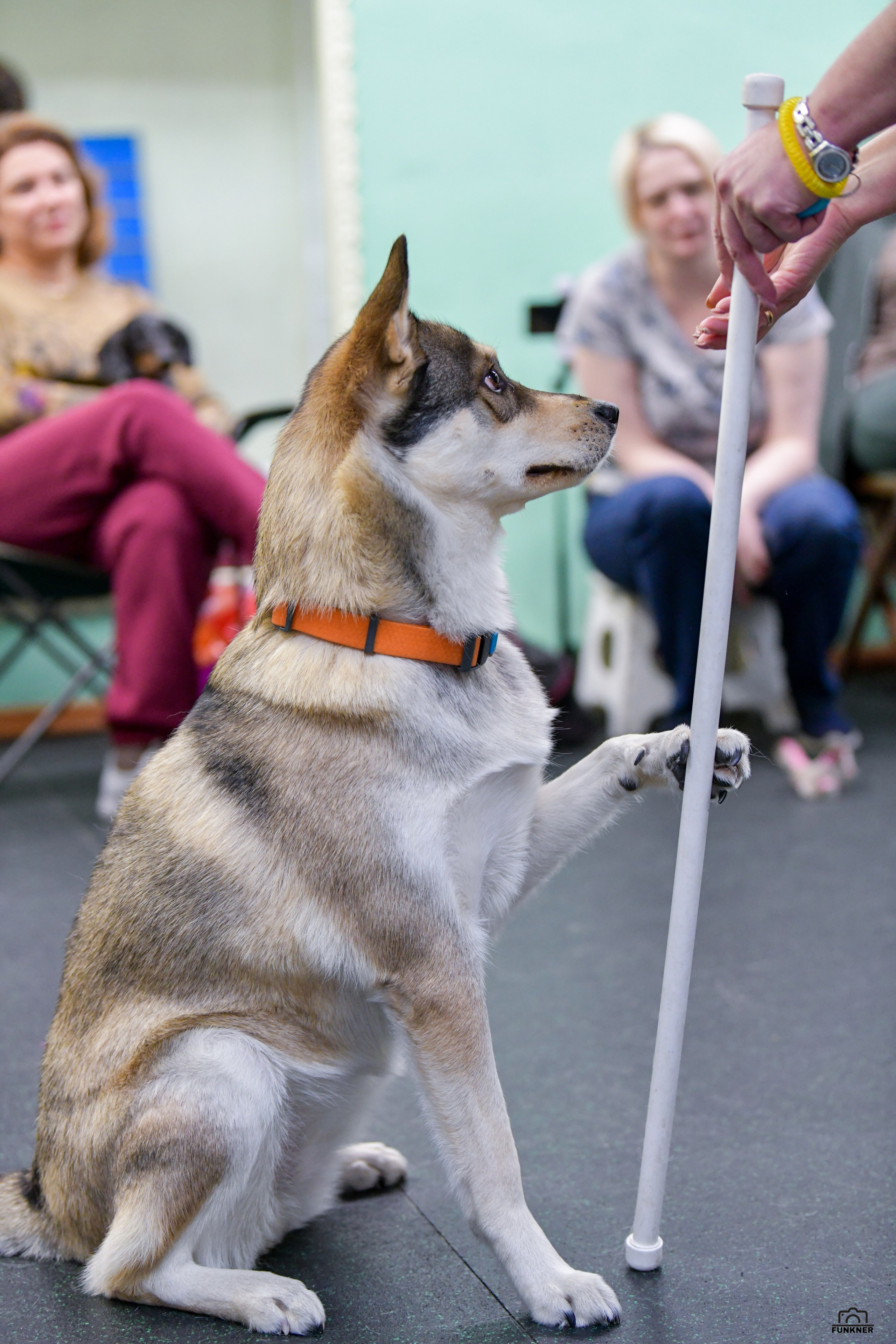 Кинологический клуб «Бодрый хвост». Свой взгляд через объектив
