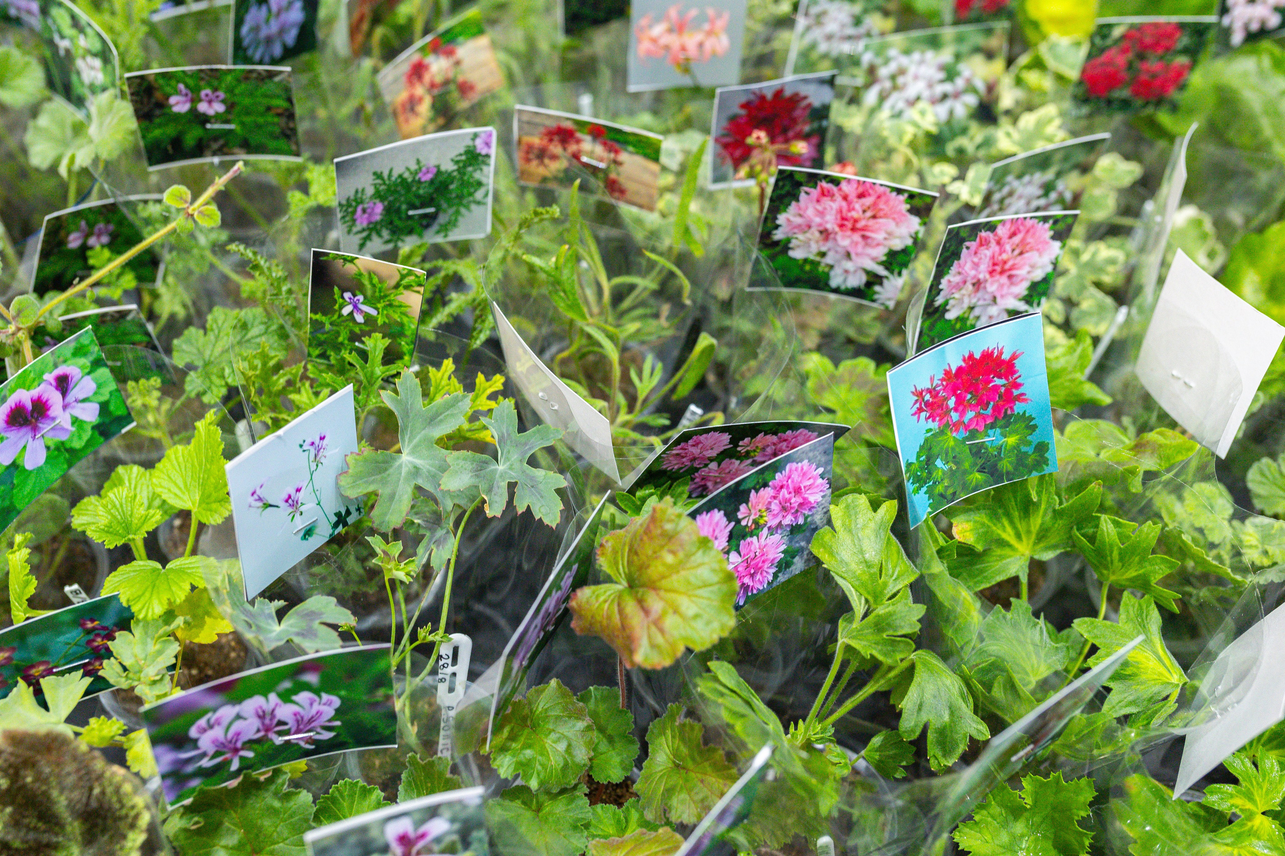 Монстериум 11–12 октября. Александра Куликова фотограф, Москва