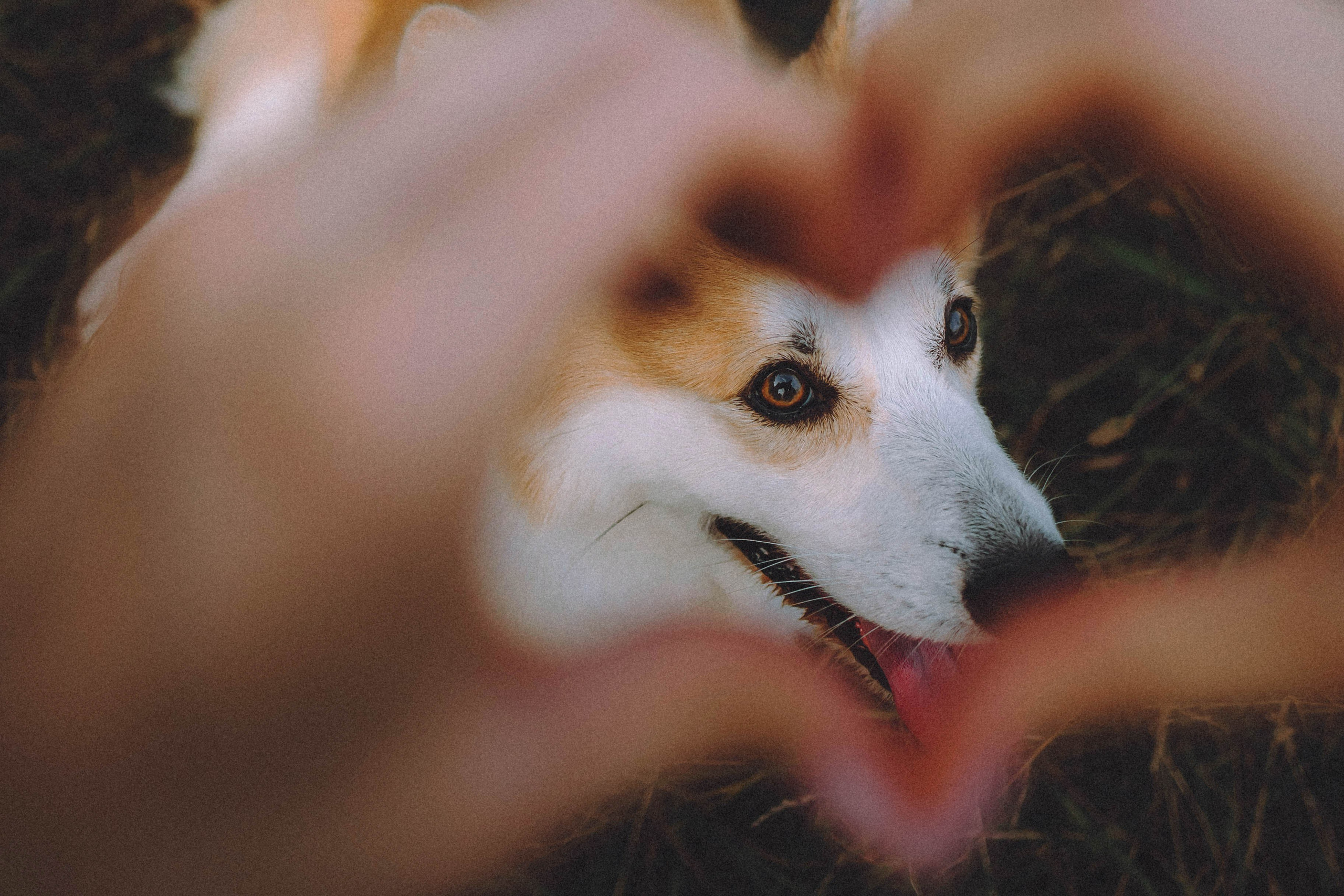 Арчи и его семья