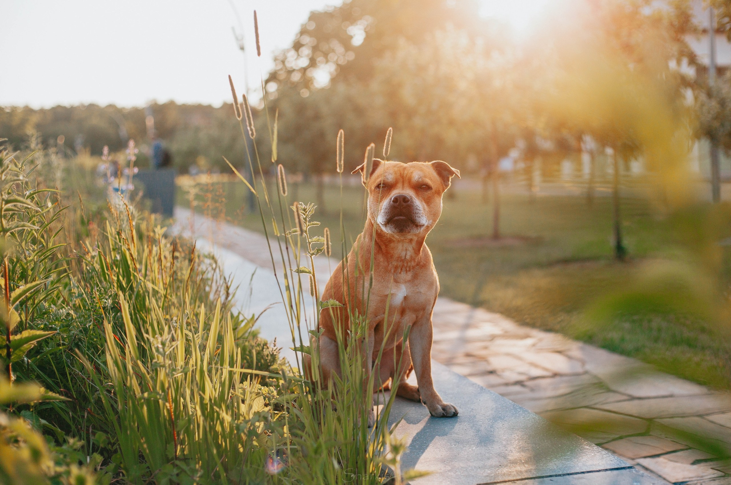 Шмель и Дрель. Фотограф Елизавета Филатова
