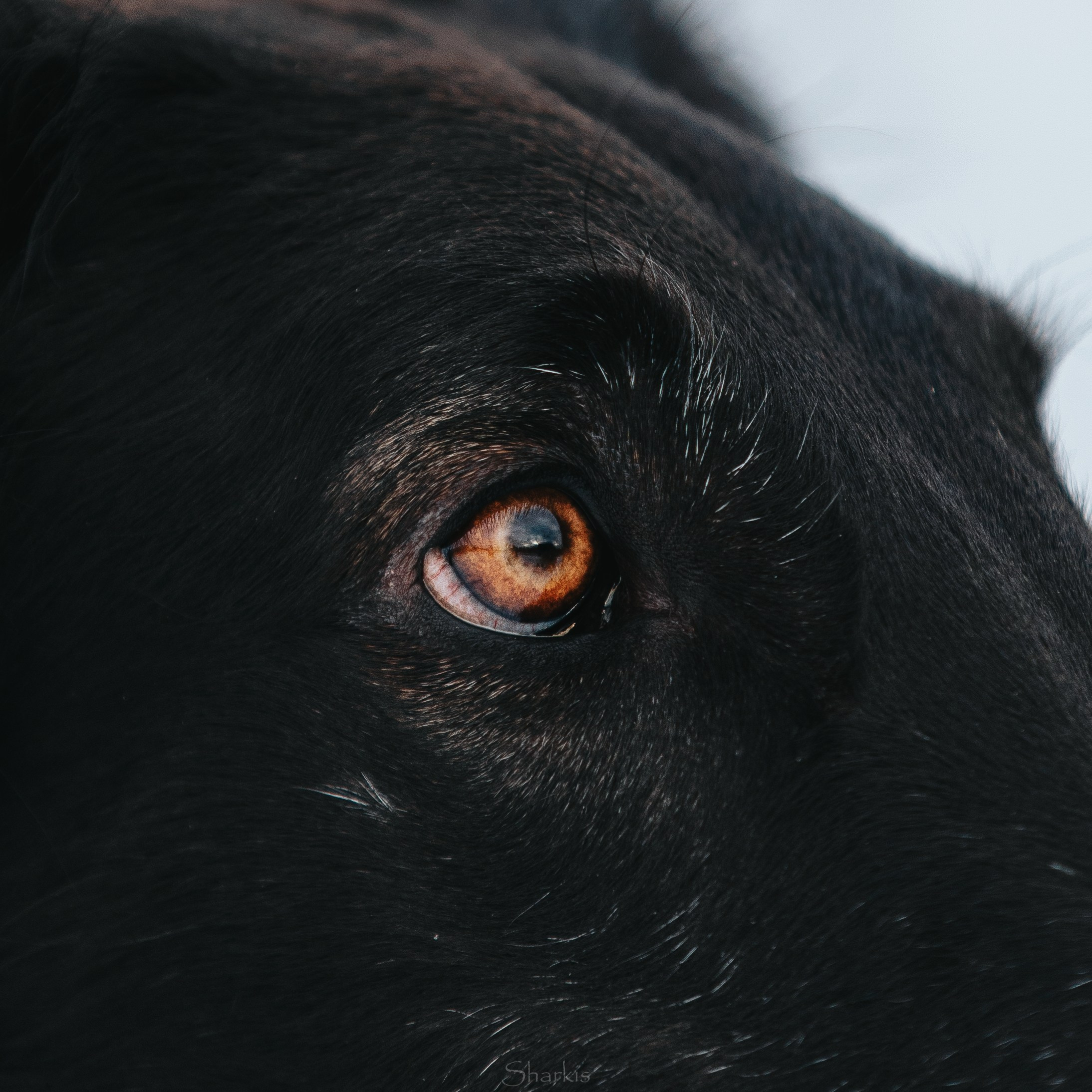 Катя и Гримм. Главная