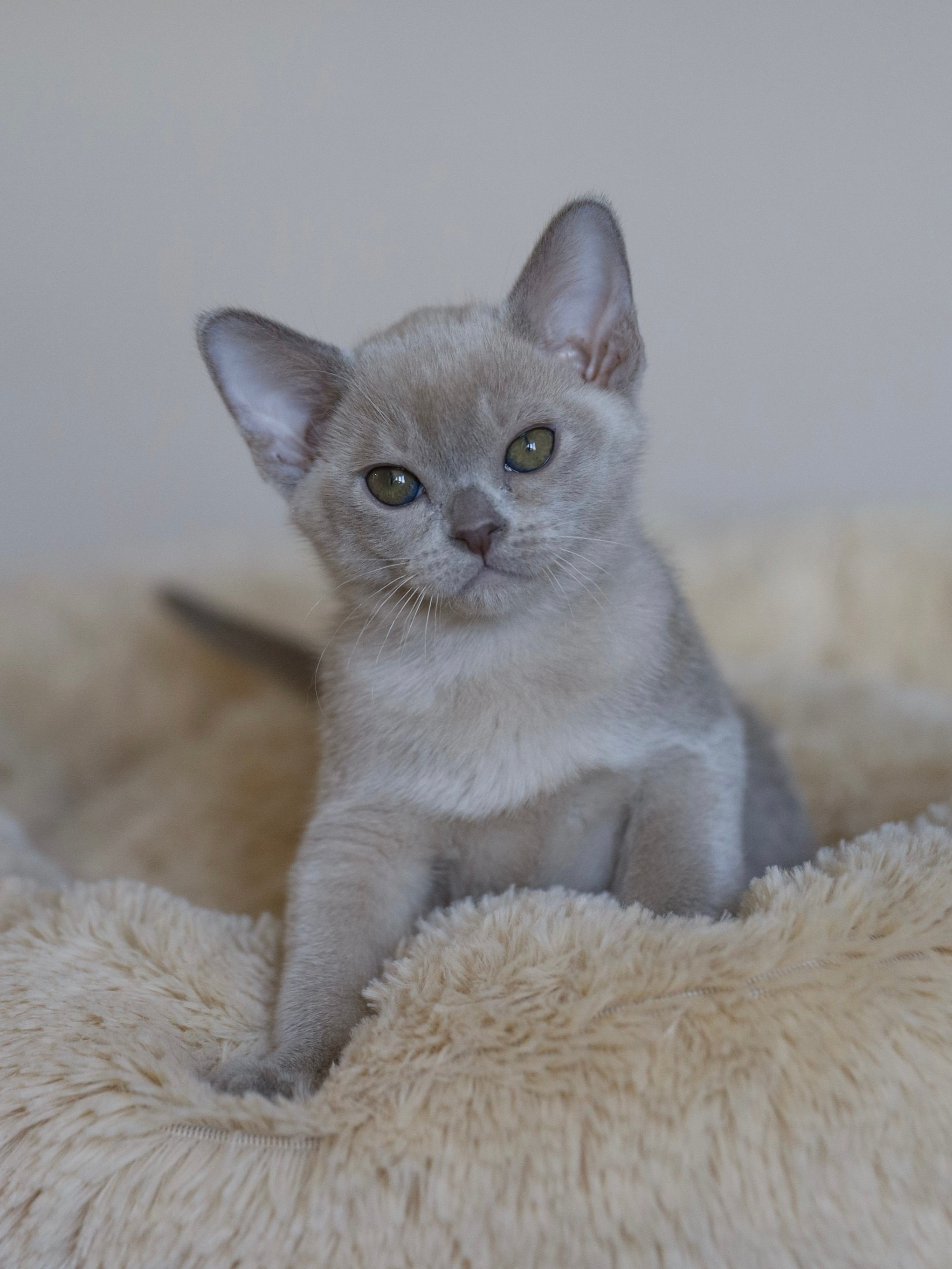 В. Cash. Cattery “Bouncy Life”