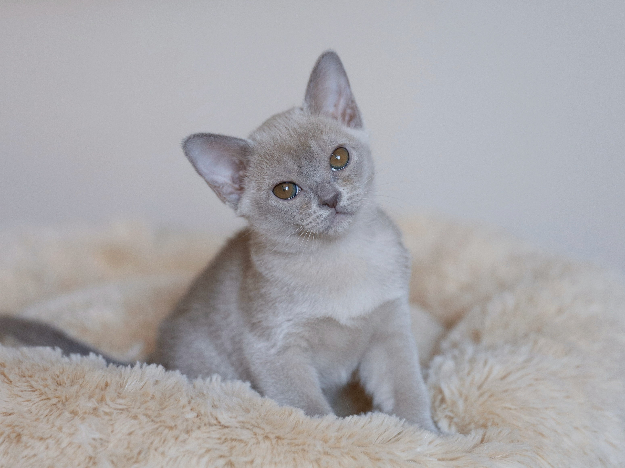 В. Питомник «Bouncy Life»