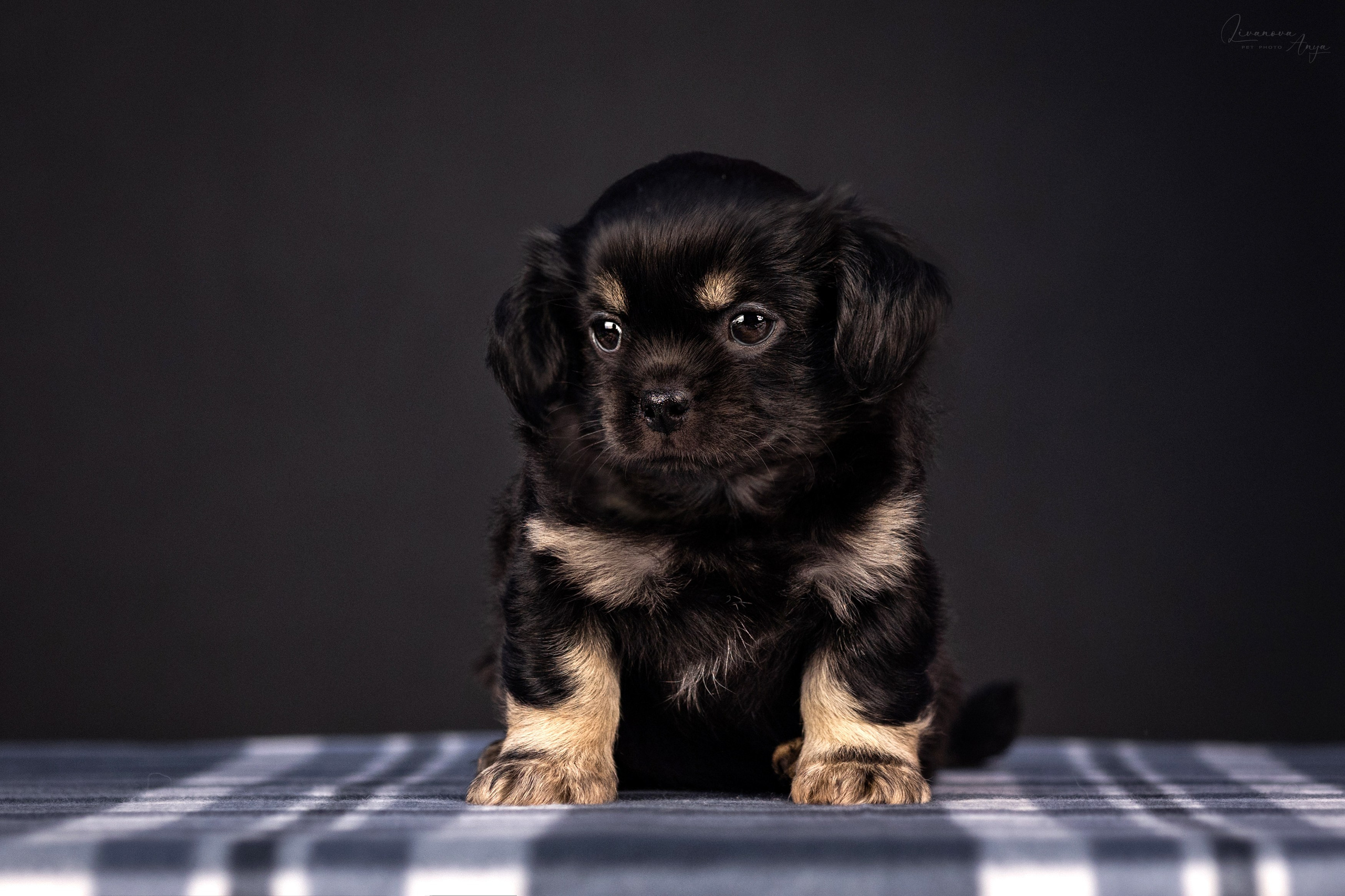 Тибетские спаниели. Фотограф анималист Аня Ливанова | Рыбинск