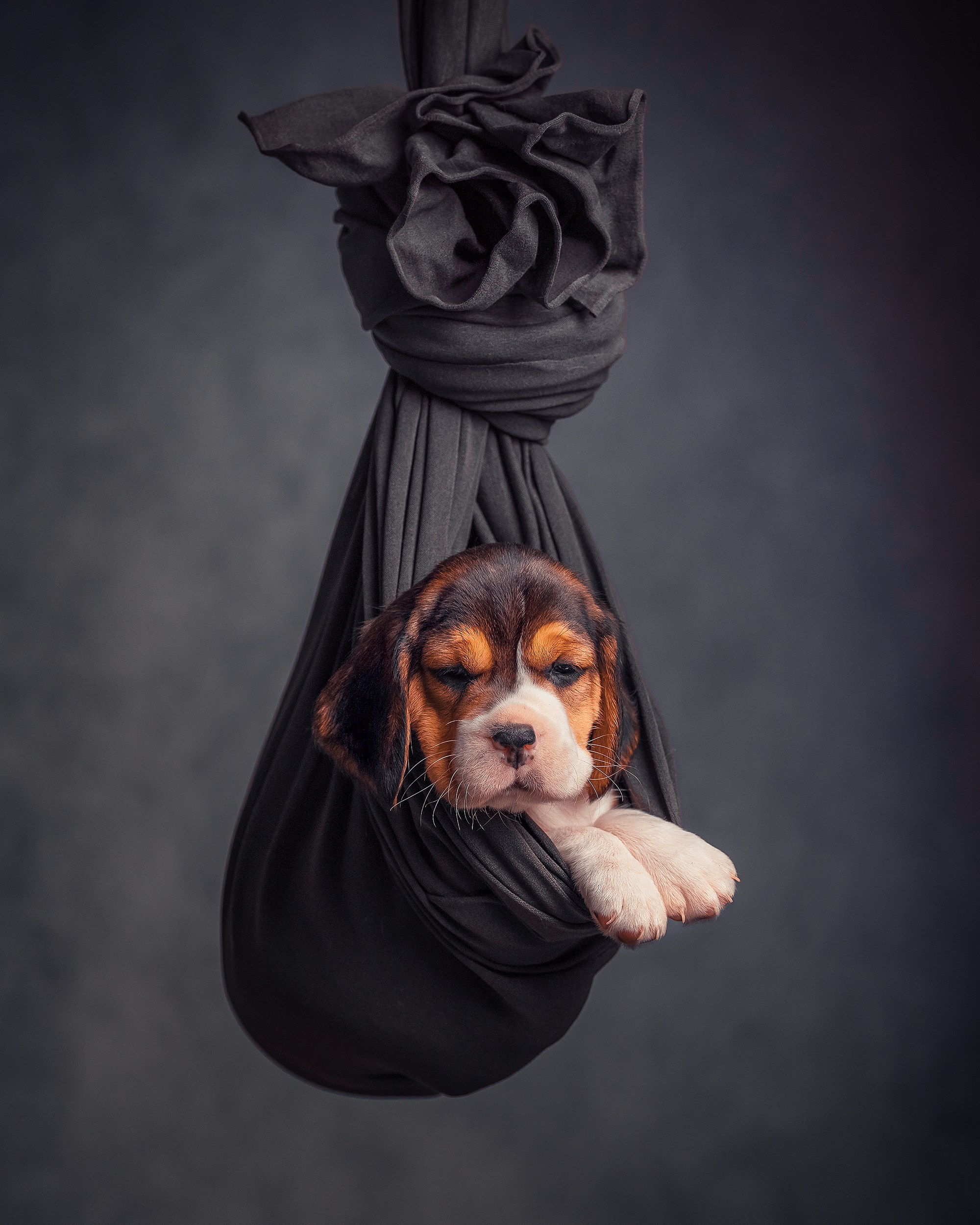 Животные. Семейный и детский фотограф в Москве Ольга Мэй