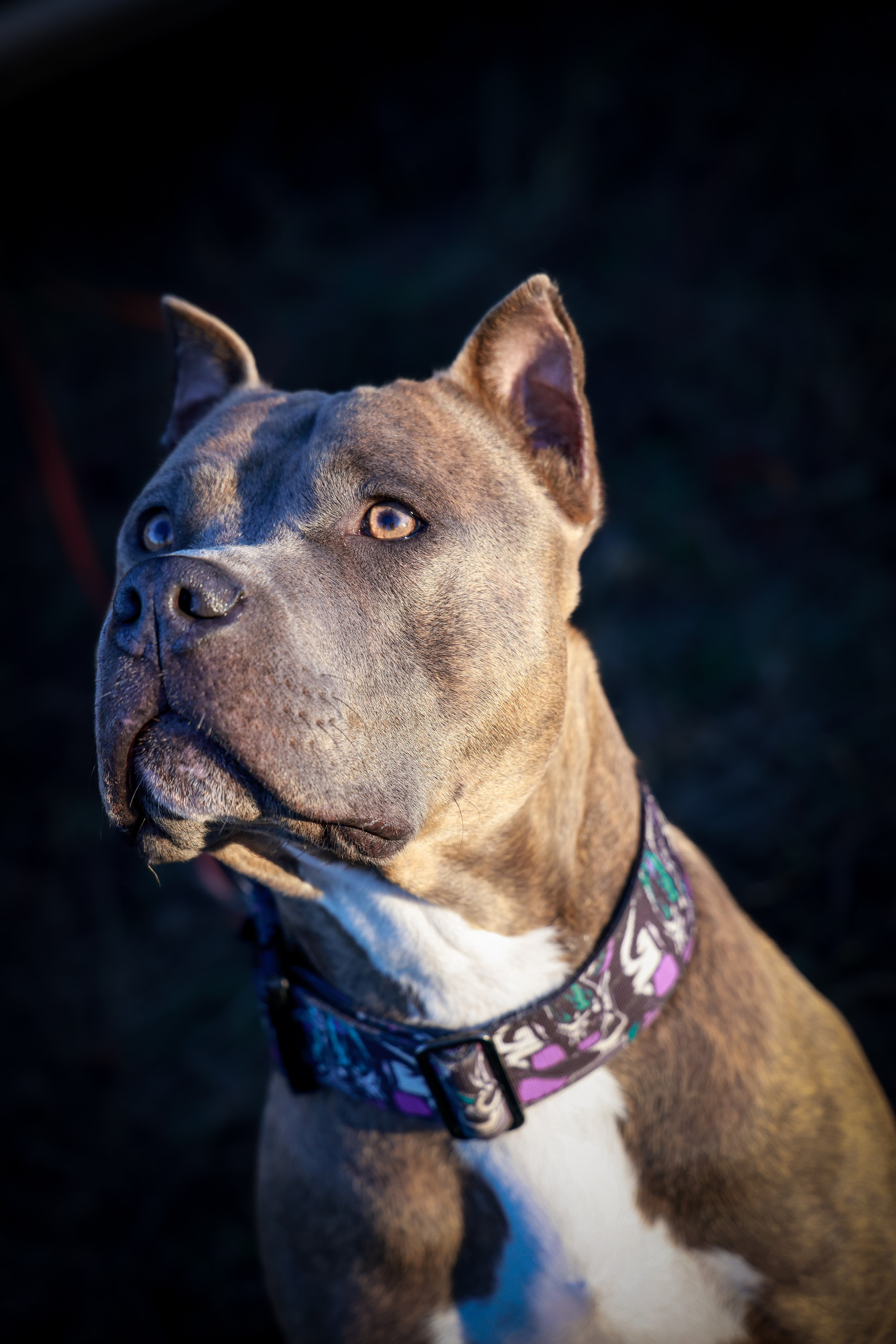 Собаки. Антонина Савельева Фотограф Ставрополь