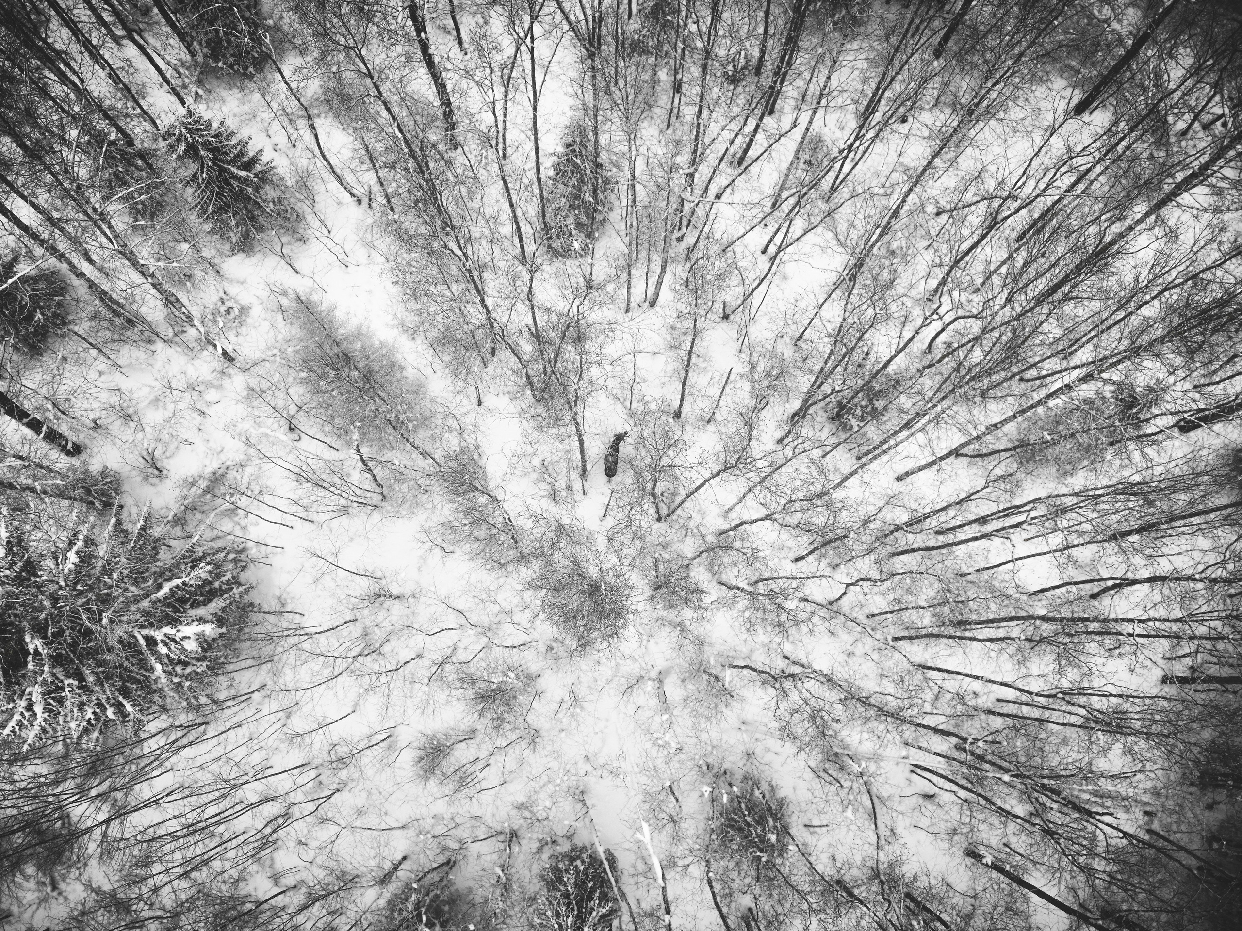 Лось зимой в поле