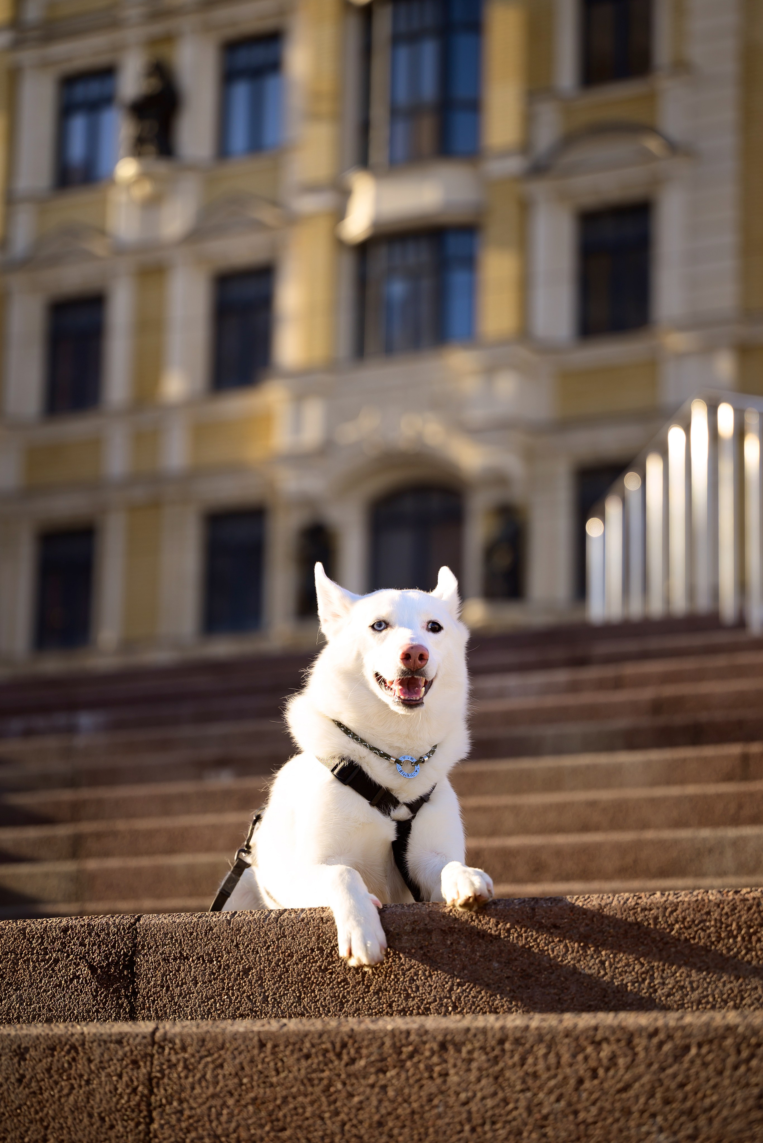 Geronimo.dogs. Мила Астахова