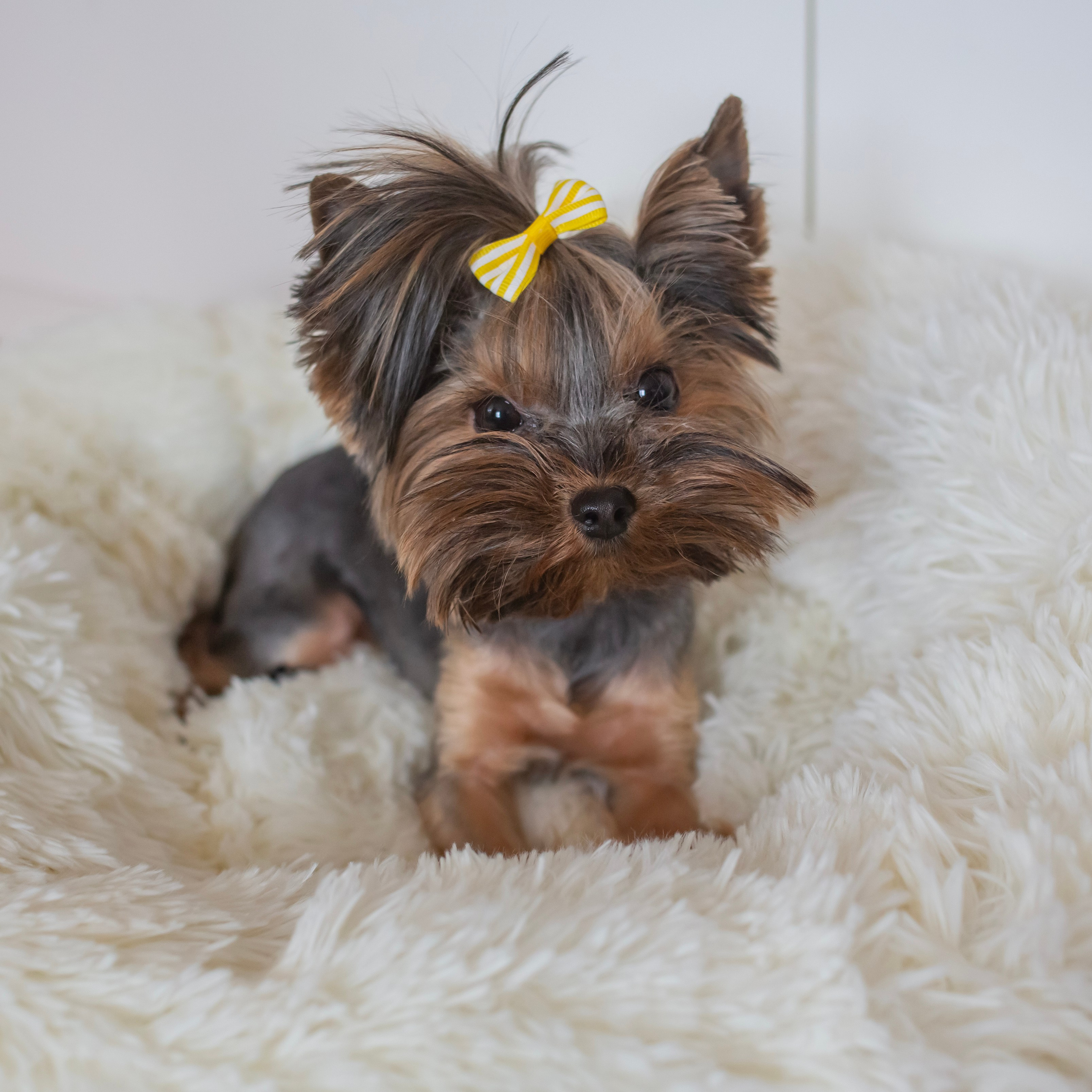 Предметная съемка. Семейный и детский фотограф в Москве и МО — Александра