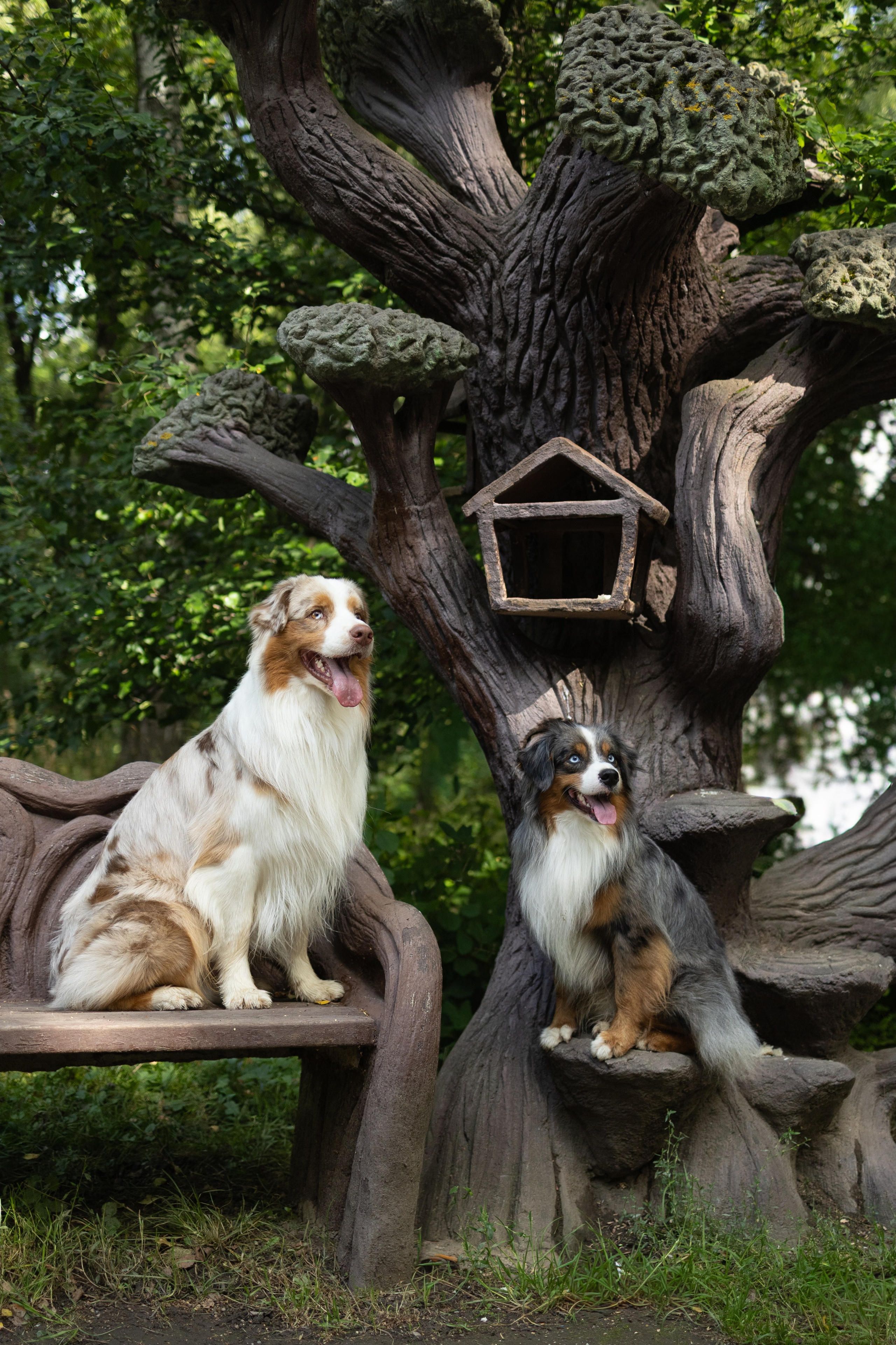 Макс и Сезам. Виктория Михайловская. Фотограф-анималист. Москва