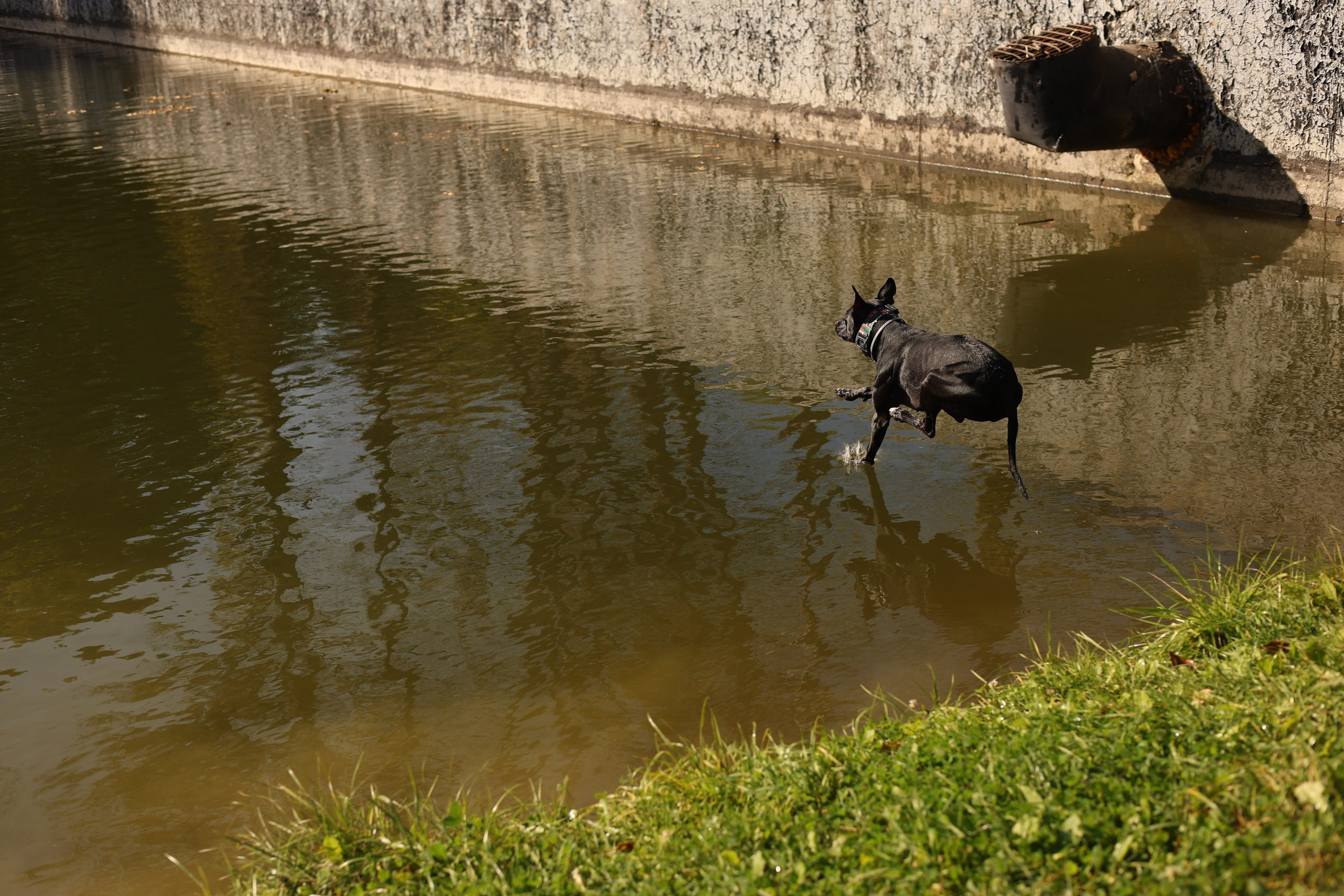 Алена и Бора. Виктория Михайловская. Фотограф-анималист. Москва