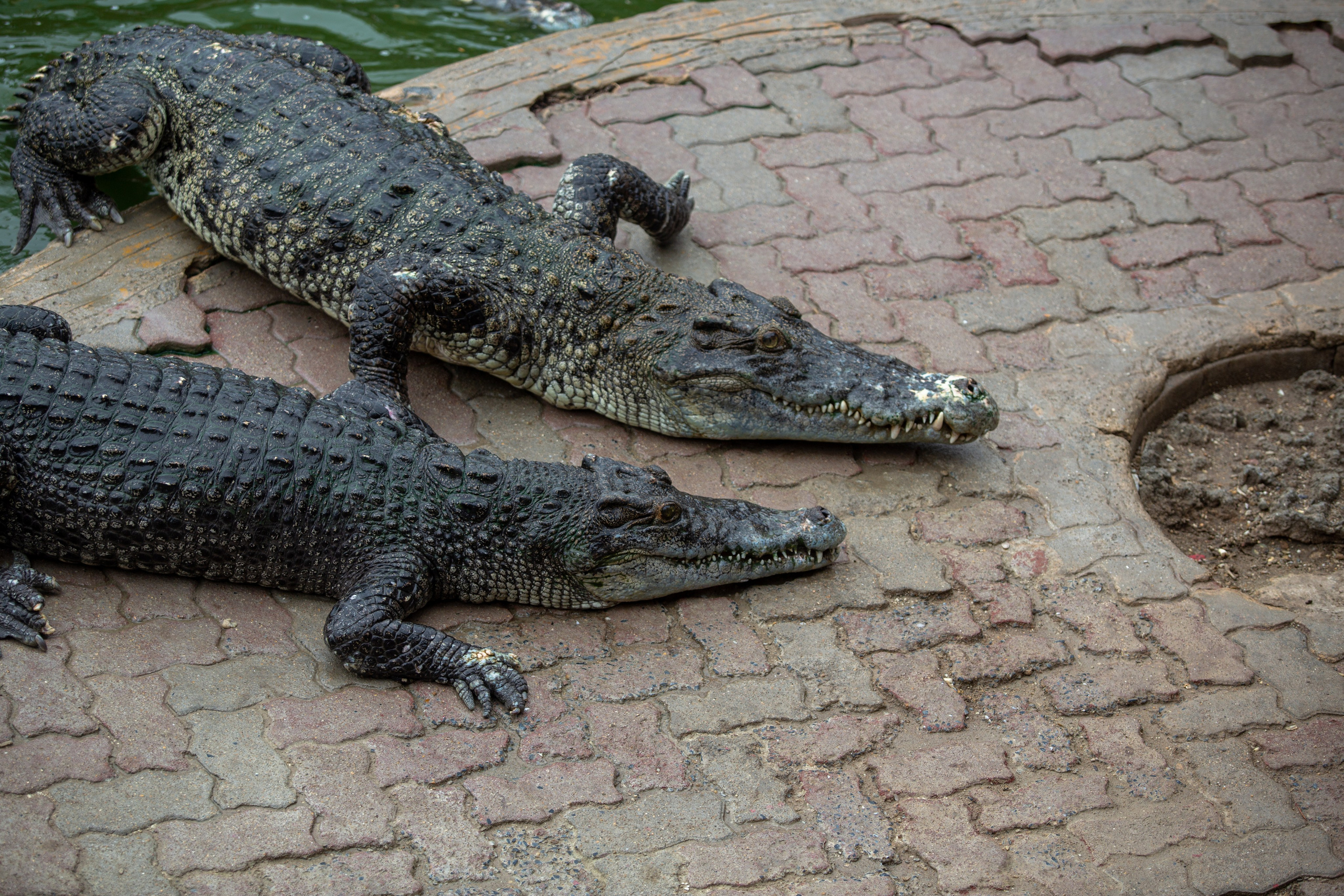 Samut Prakan Crocodile Farm & Zoo. Photographer Sonkina Tatiana (Tanya Ash)