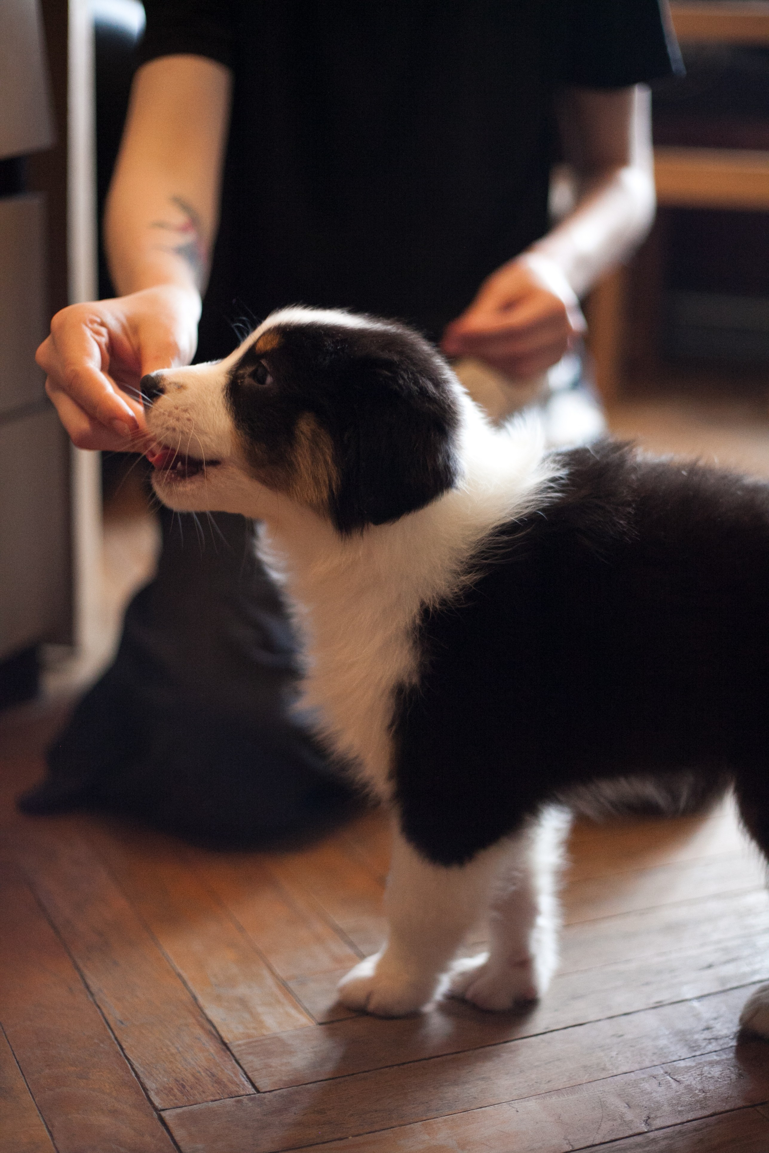 Рыся. BLGKV питомник собак