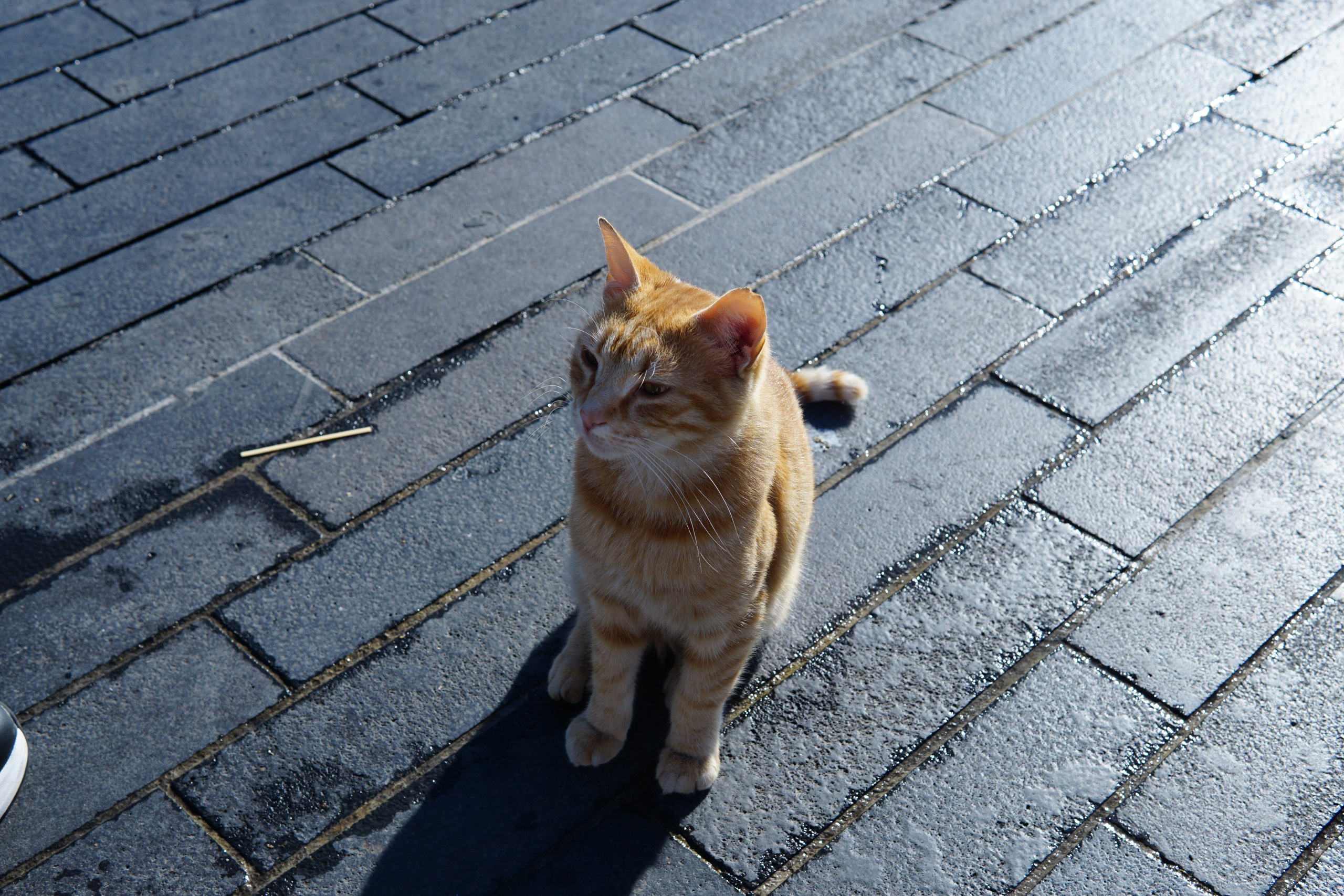 Стамбул. Фотограф в Москве Юлия Першина