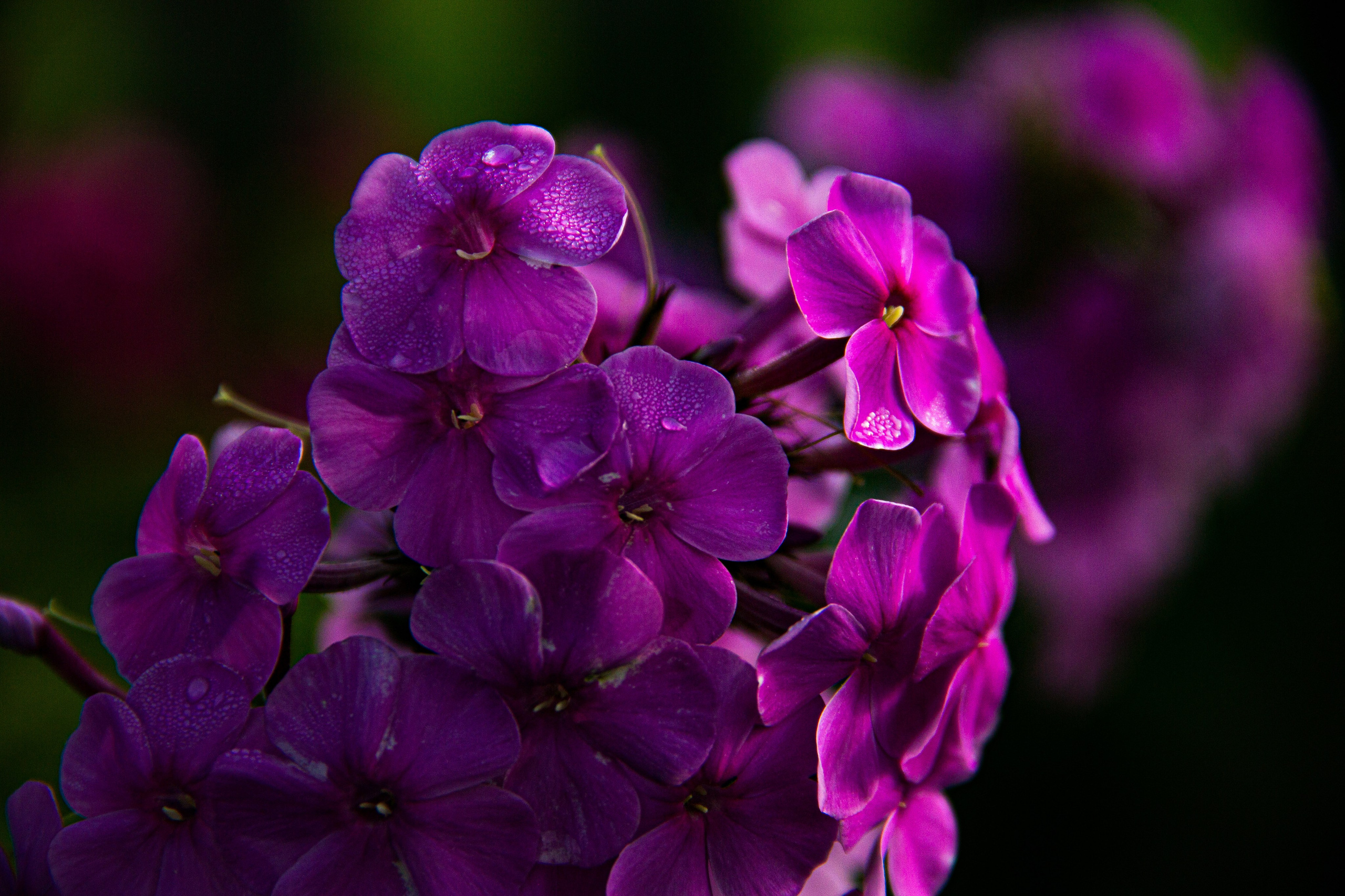 Subject: в саду. Фотограф в Перми Любовь Огородова | Авторские туры