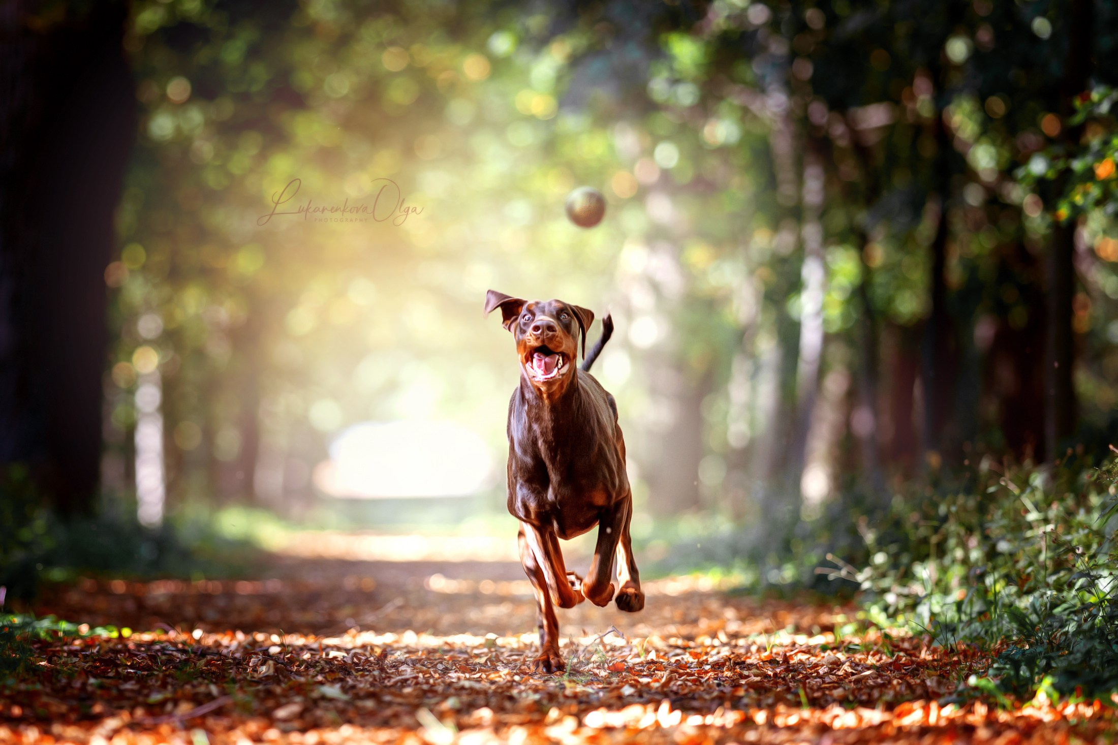 Летающая Латика. Фотограф анималист Ольга Луканенкова в Москве