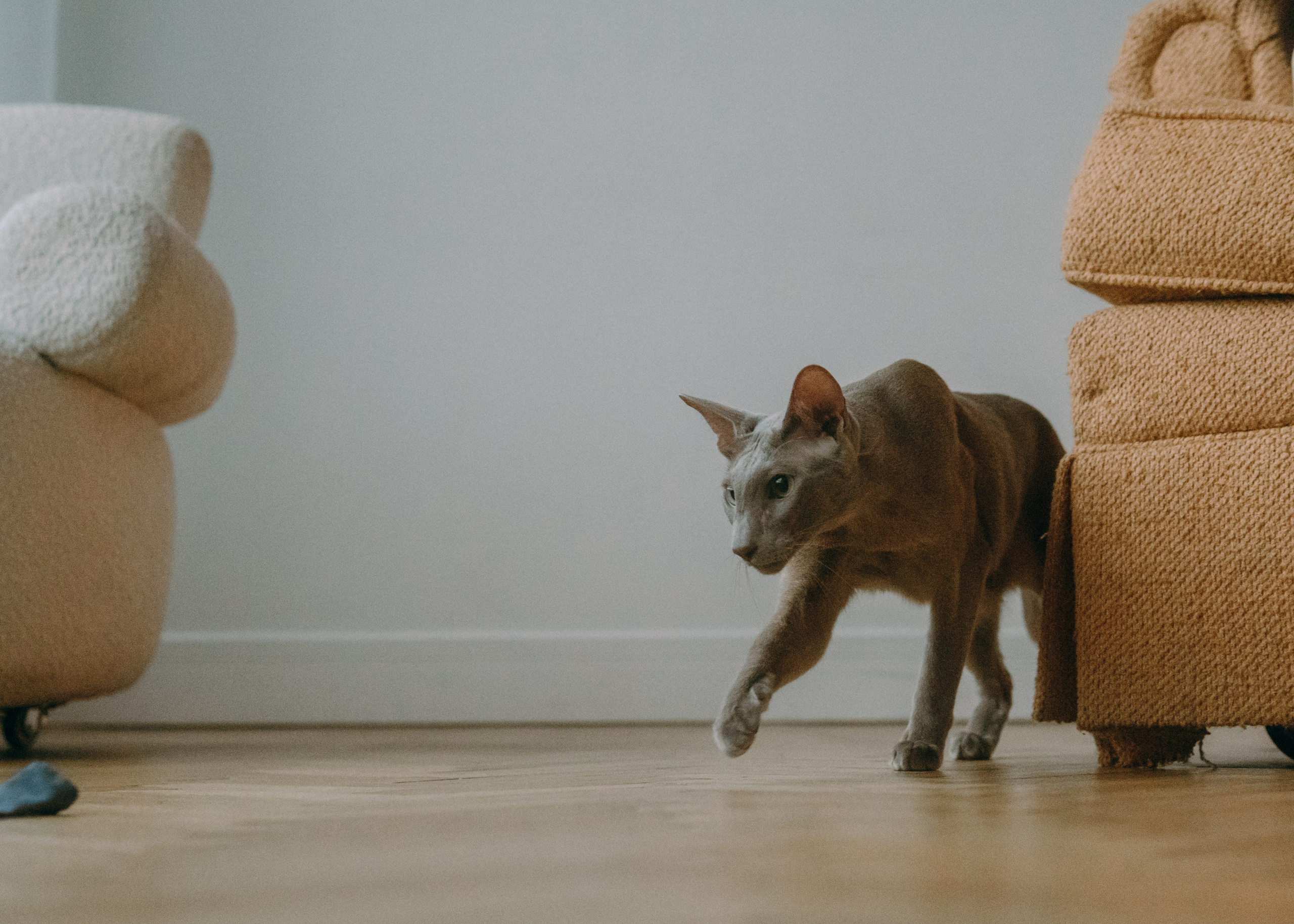 Амина, Булат и Орион. Фотограф-анималист Ксения Воробьева, Москва
