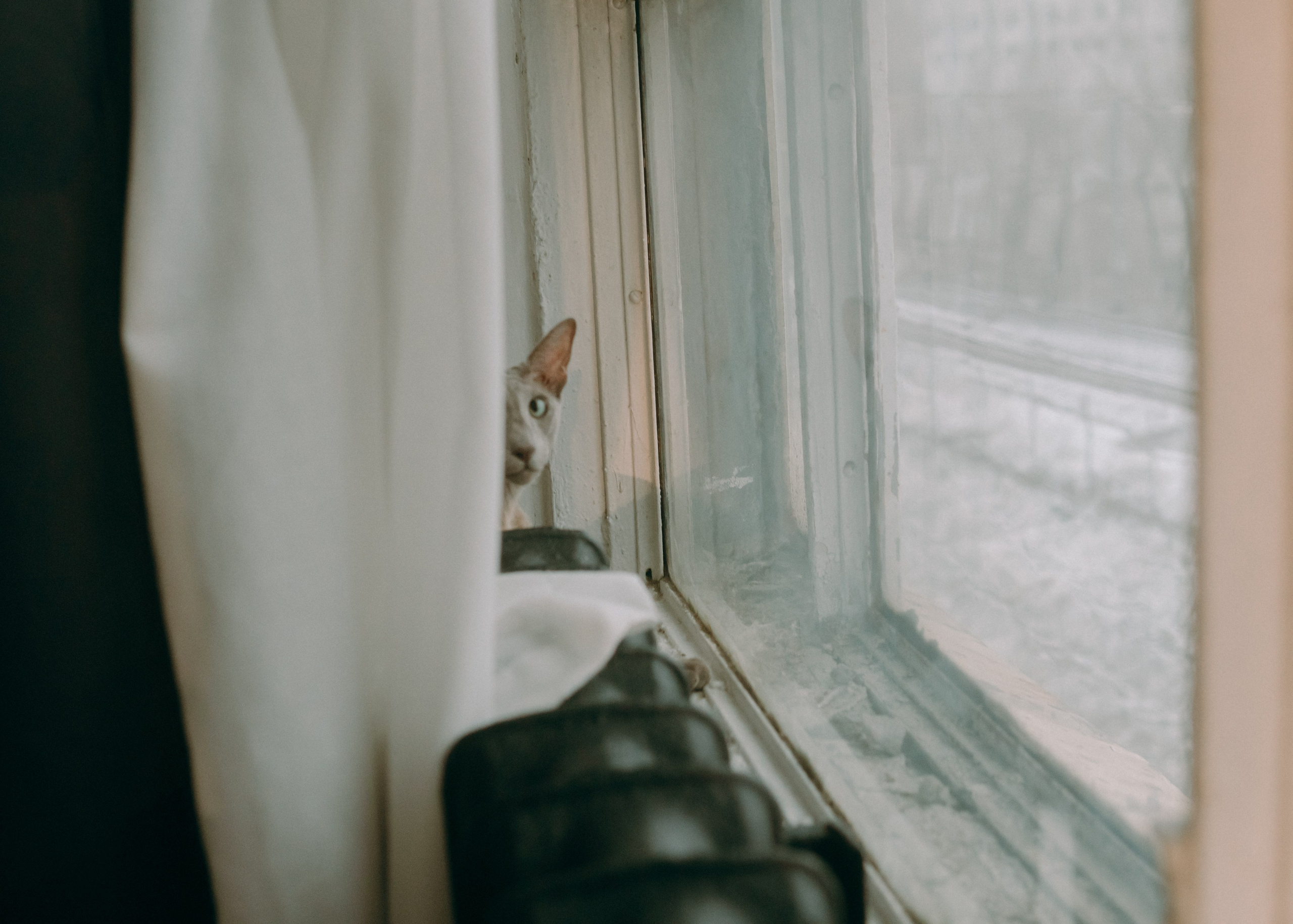 Амина, Булат и Орион. Фотограф-анималист Ксения Воробьева, Москва