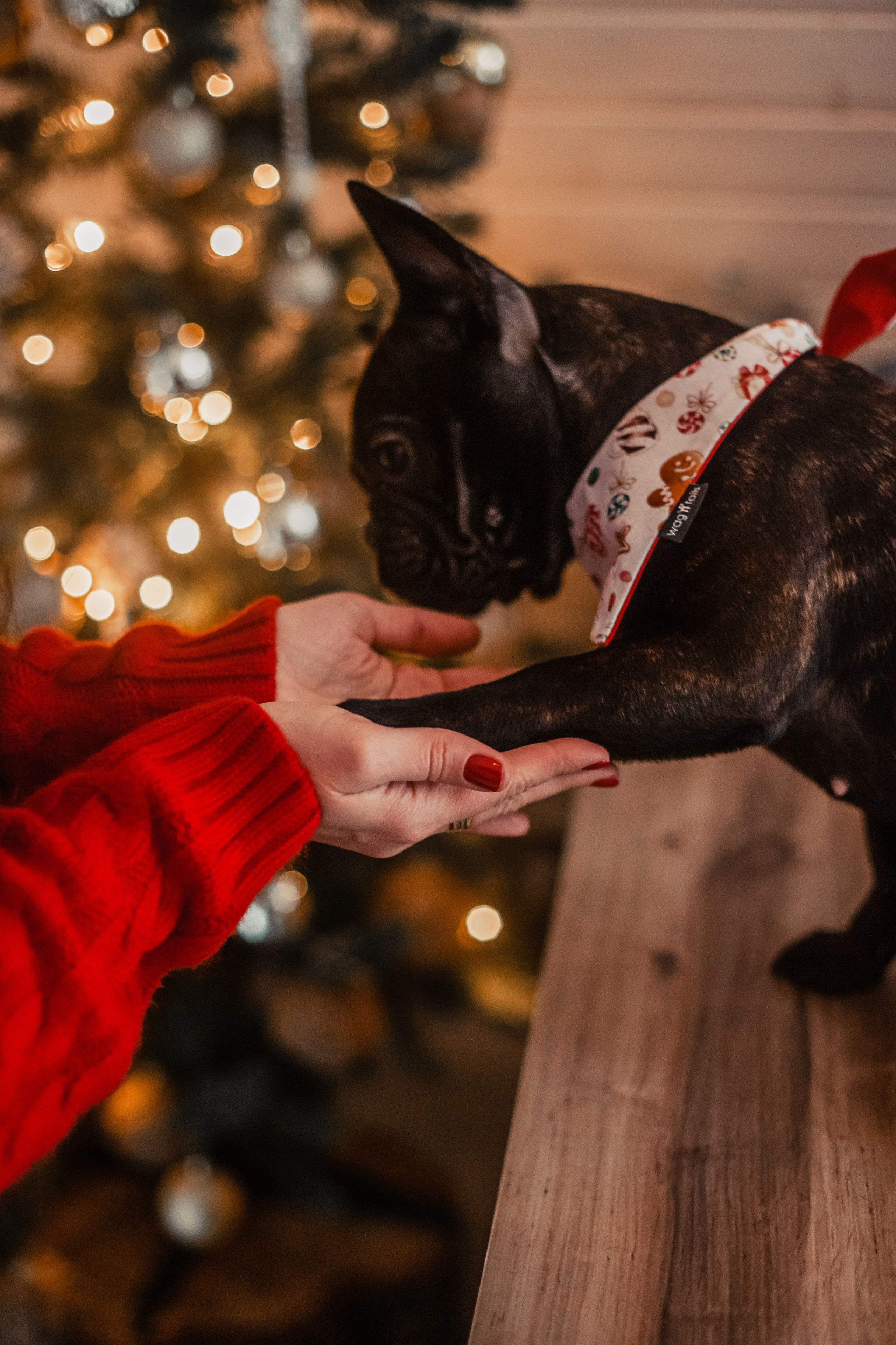Кантри Хаус. Фотограф-анималист Татьяна Степанова