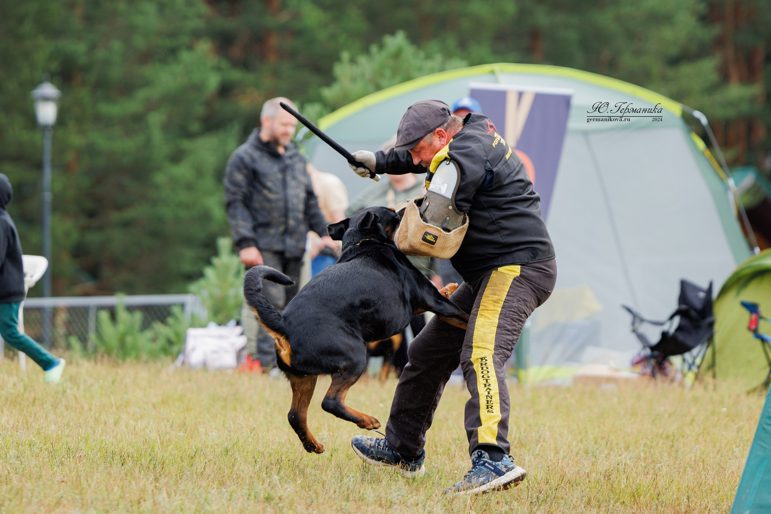 ПК и КЧК ротвейлеры Тверь 6-7.07.2024. Фотограф-анималист Юлия Германика
