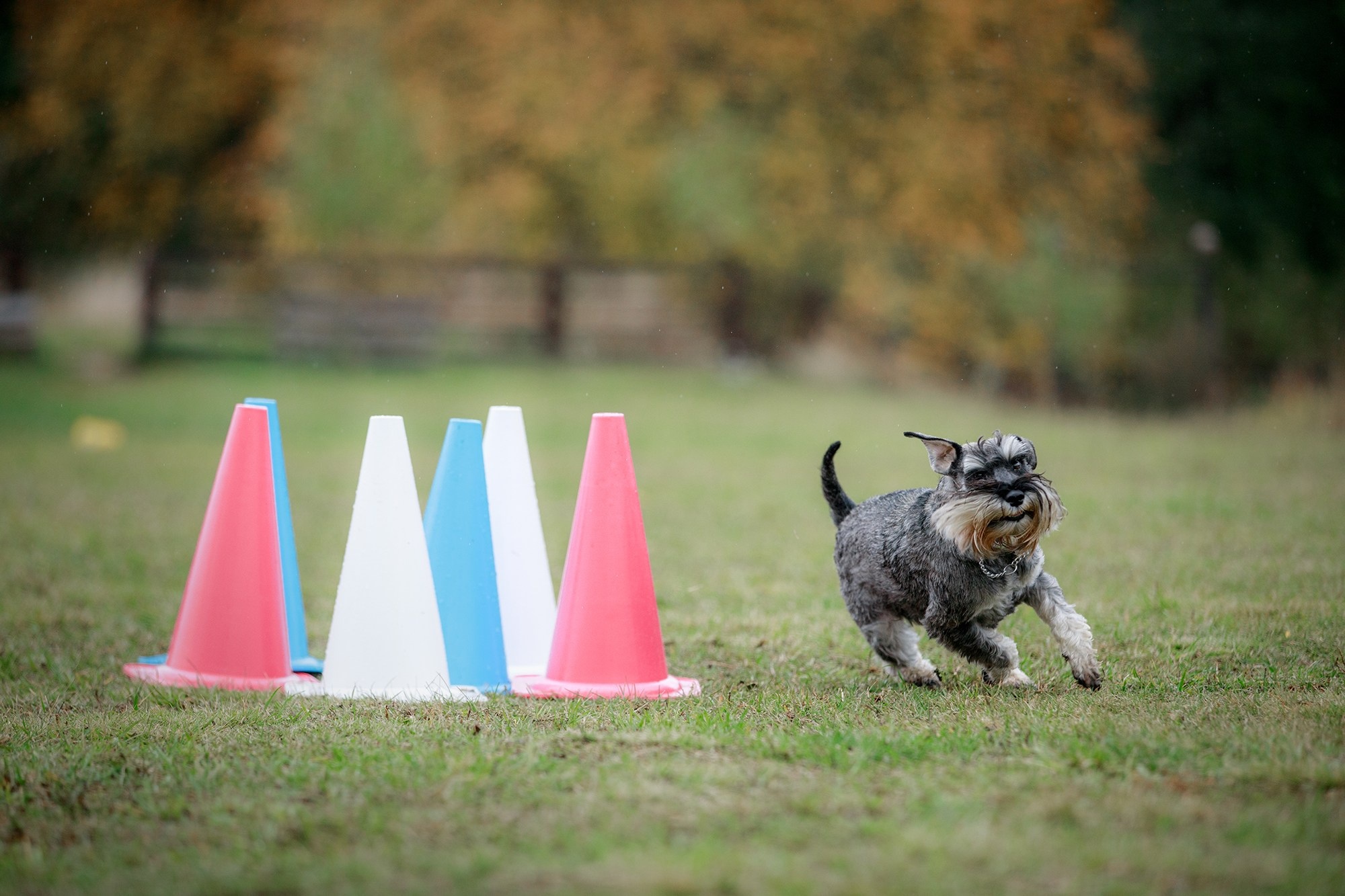 Лагерь по ОБД с Инной Баженовой. Фотограф-анималист Mary Mart — Москва, Питер