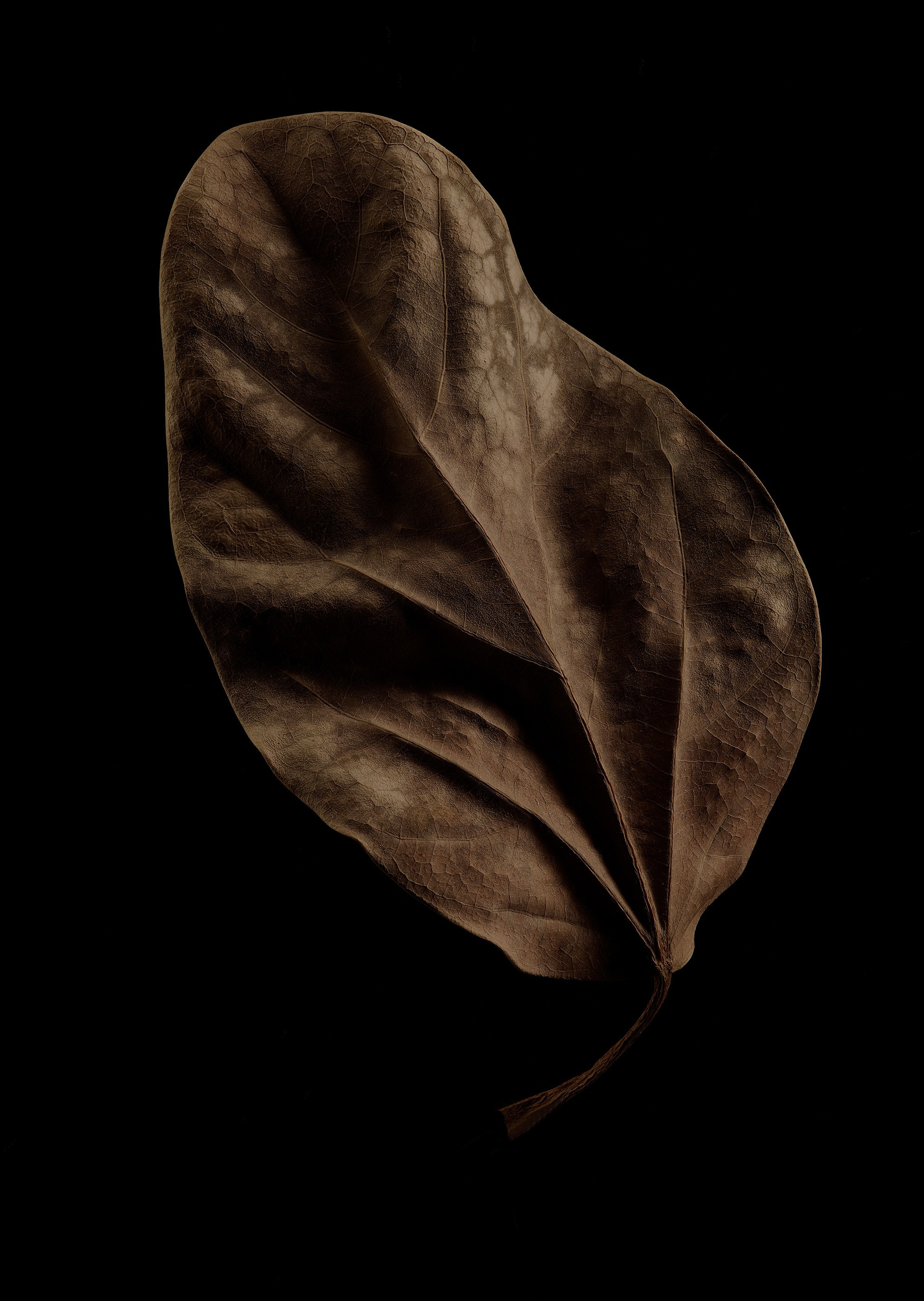 ANOTHER FORM. LUMEN DUO Art photography for interiors