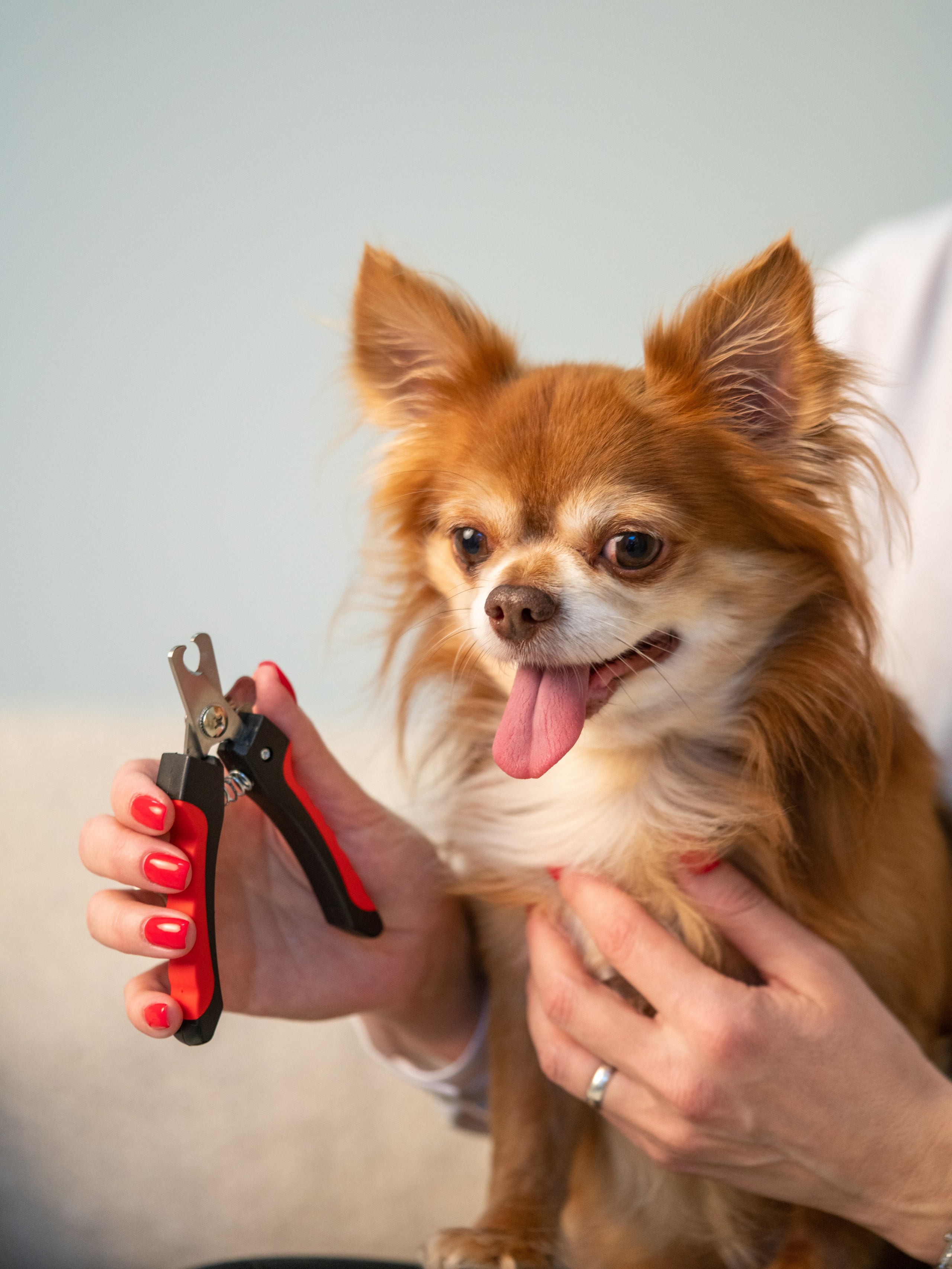 Съемки с животными. КЕД Студия-контент агентство полного цикла СПБ. Создаём фото, видео и контент, который помогает брендам и селлерам продавать больше