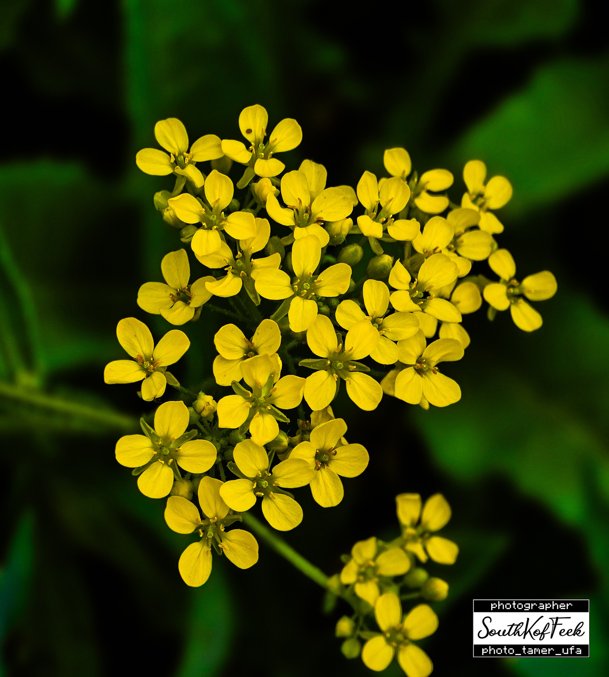 Цветы?. Photo Tamer Ufa