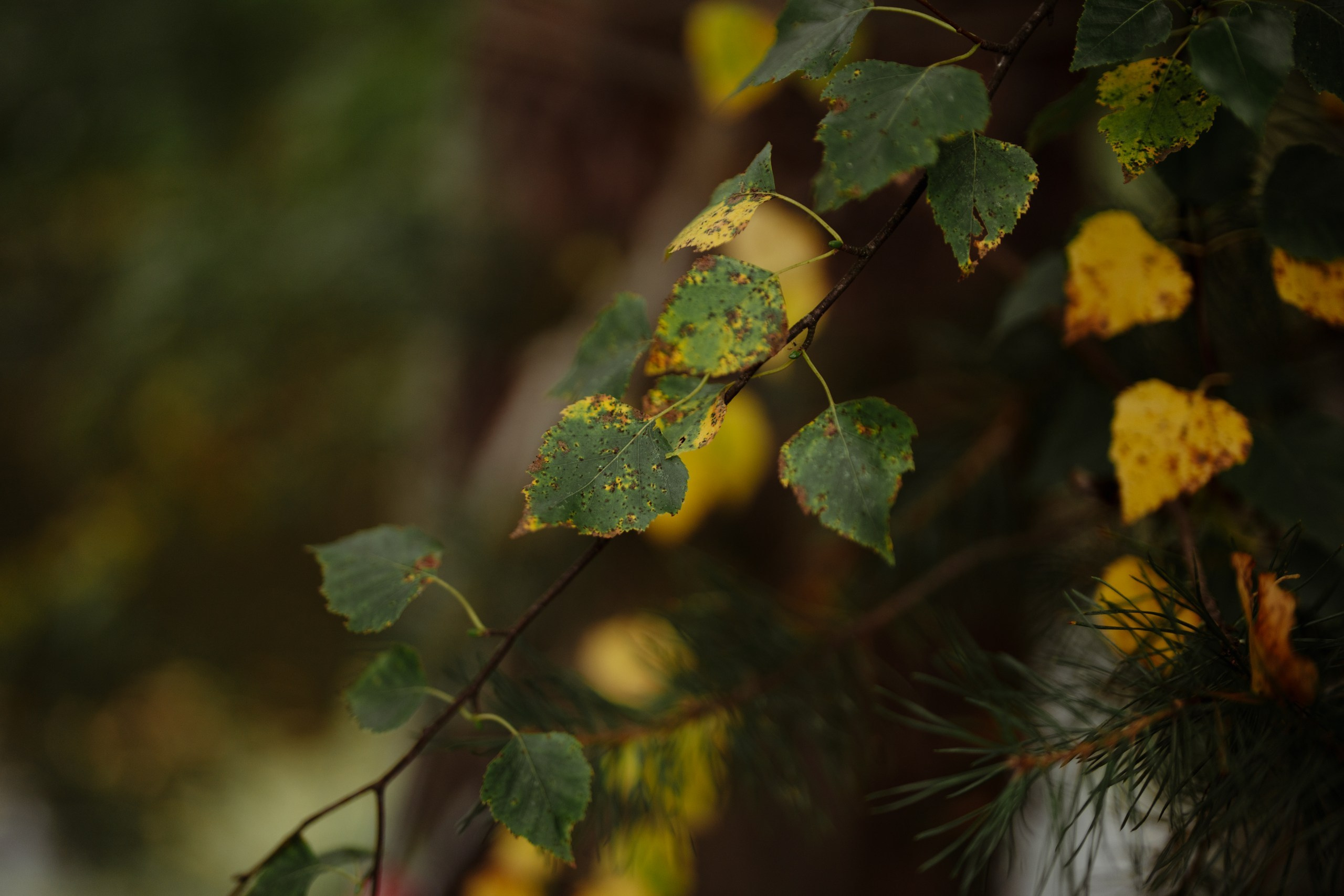 Сюжет № 11|Виктория Алексеенко