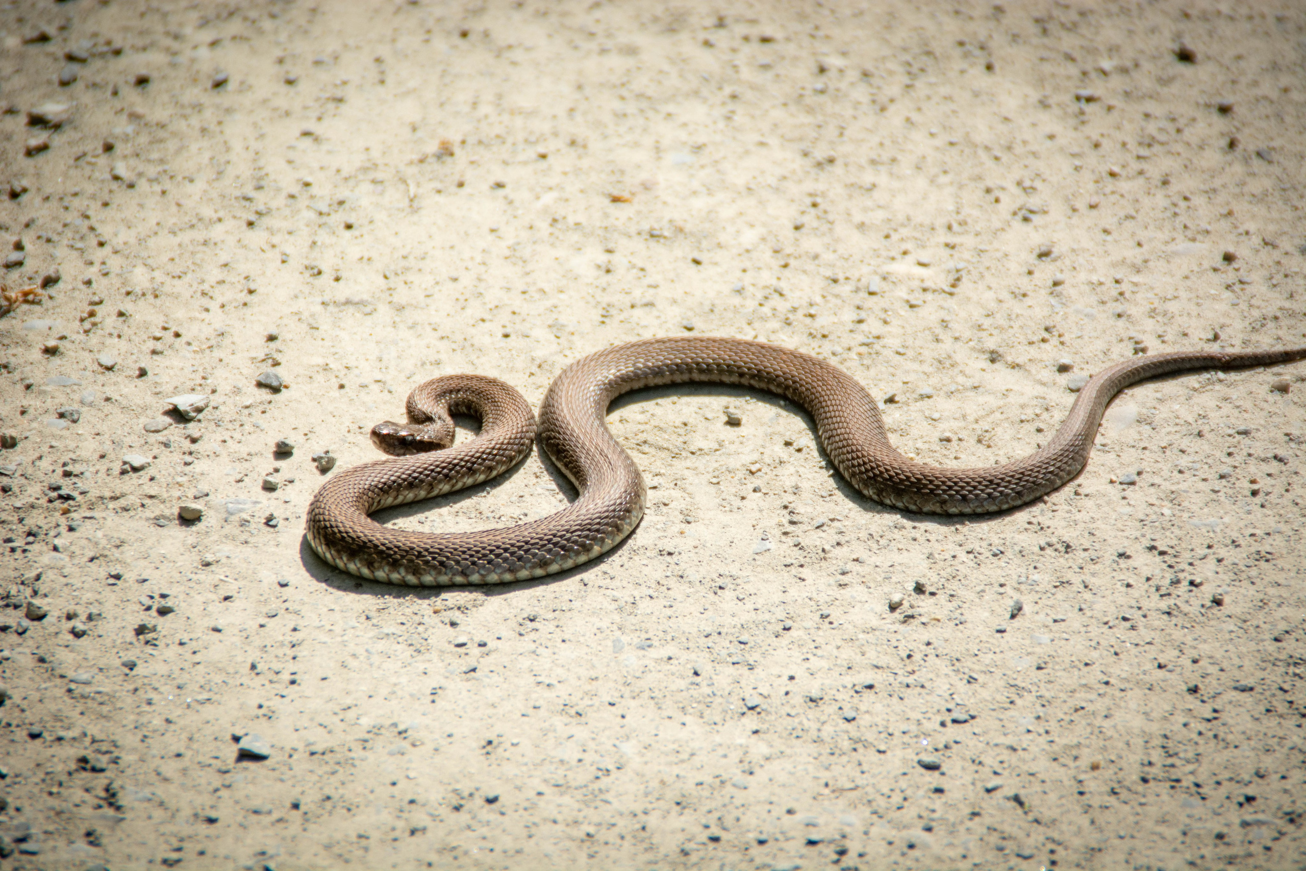 Природа в фотографии, взгляд на прекрасное через объектив фотоаппарата. Елена Волкова семейный фотограф в станице Гостагаевской города-курорта Анапа