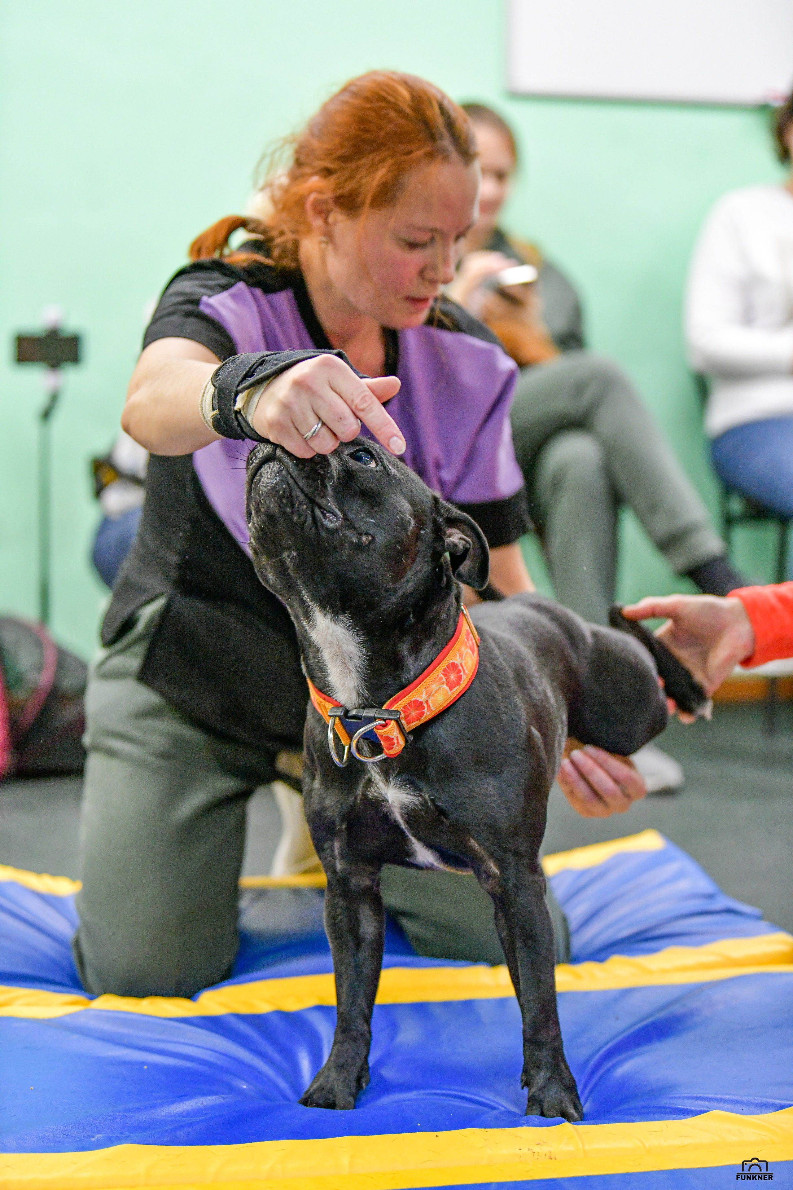 Кинологический клуб «Бодрый хвост». Свой взгляд через объектив