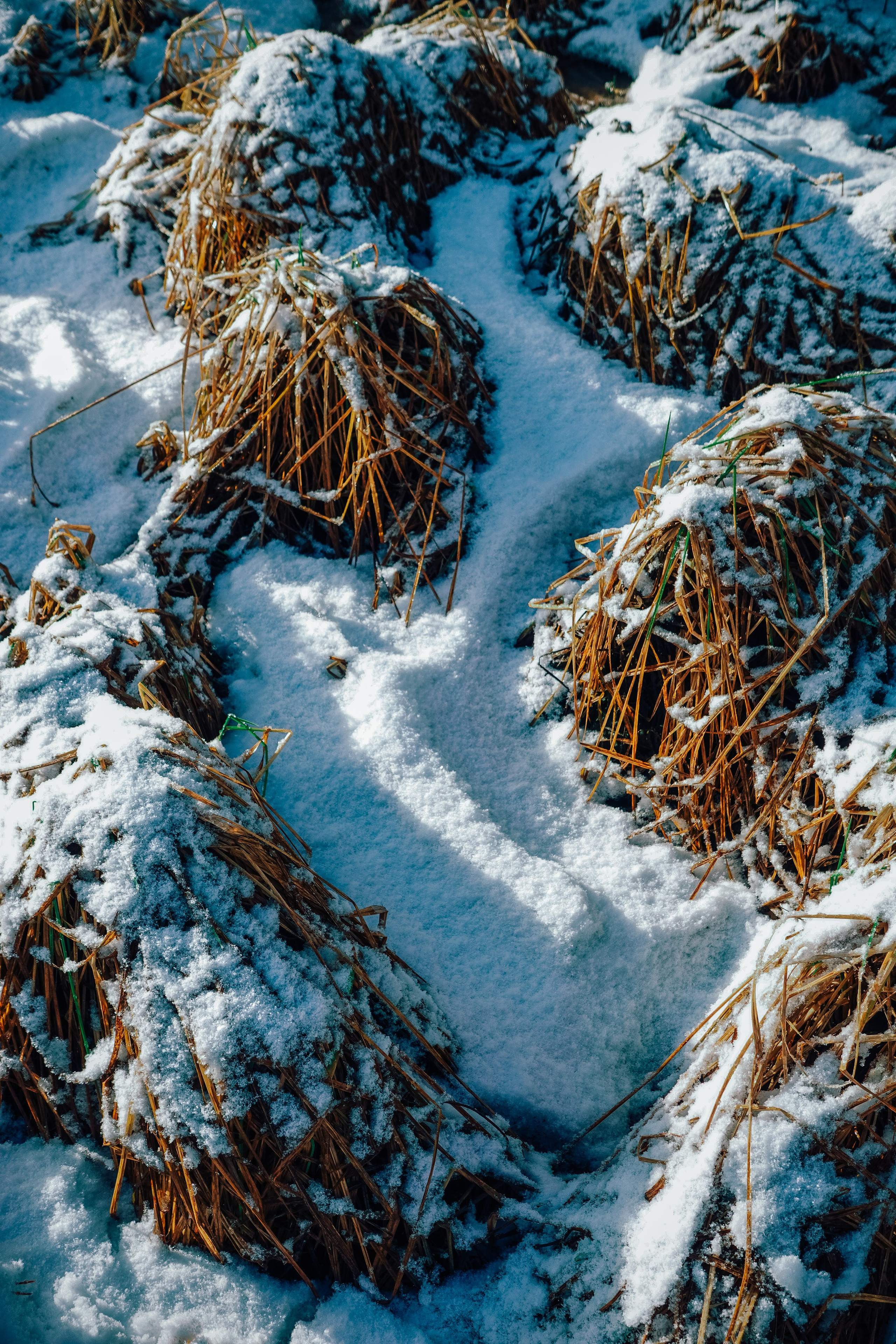 Пленишник. Фотограф Алиса Аспер