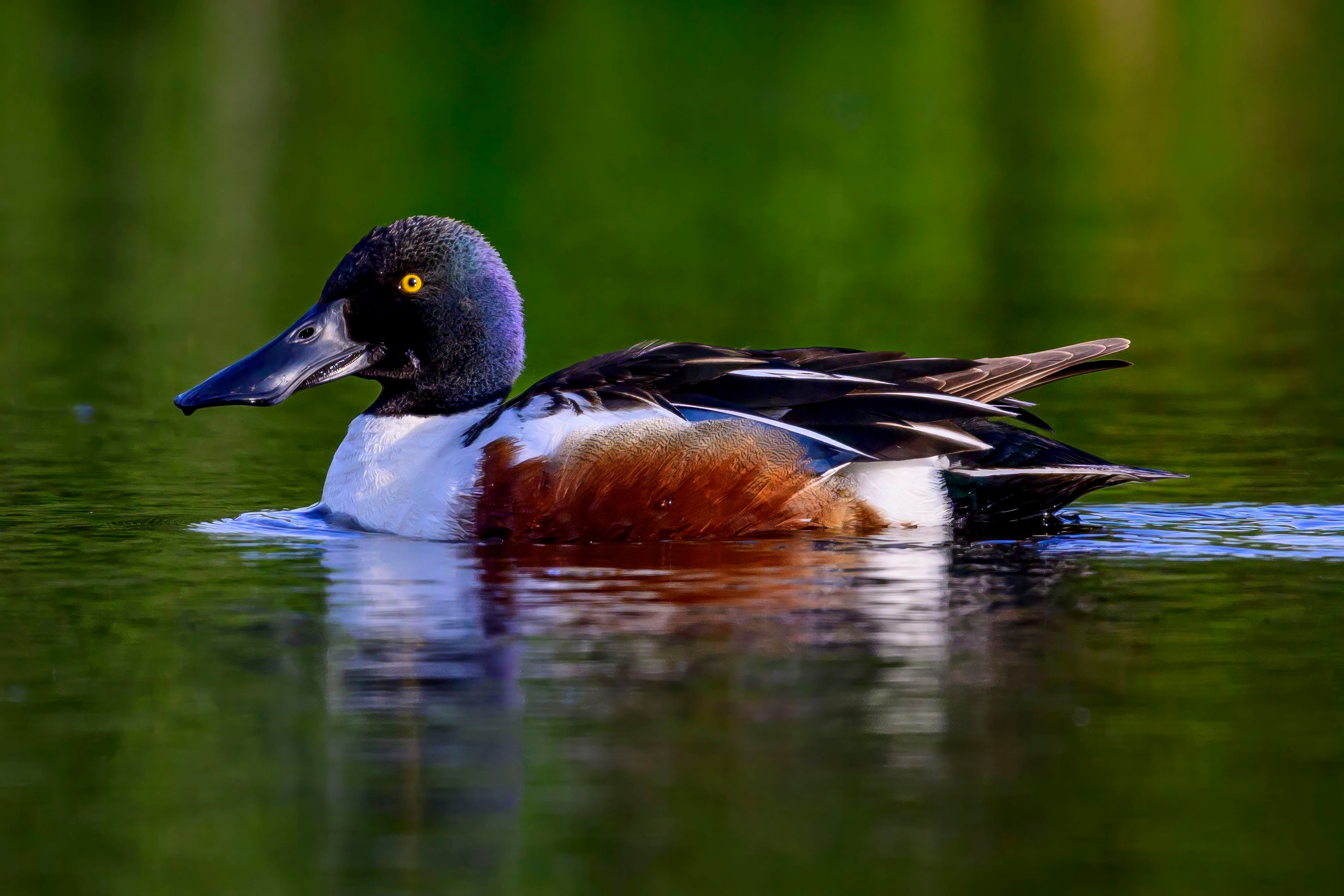 Черношейная поганка. Wildlife photography by Sergey Puponin