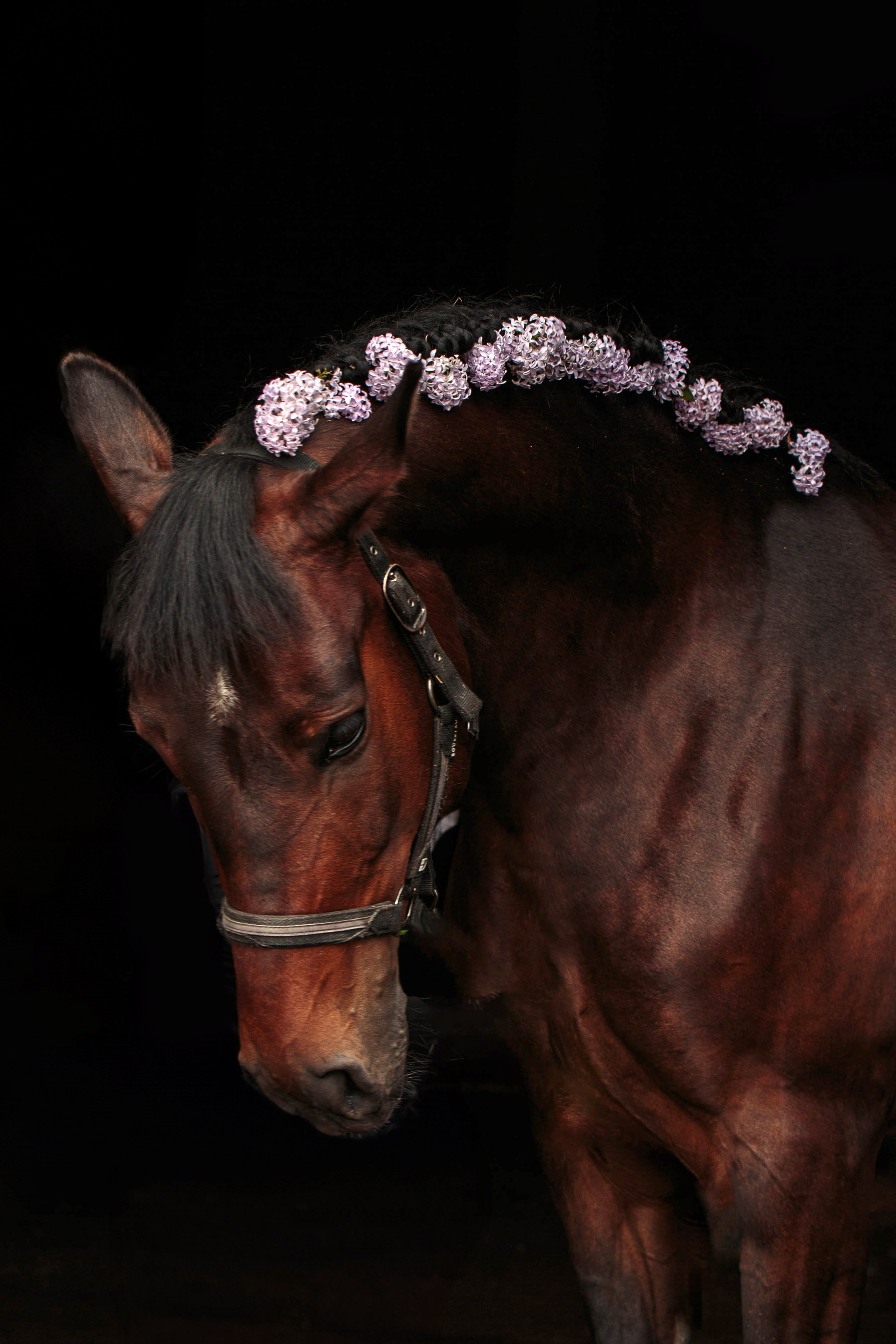 СЪЕМКА ЛОШАДЕЙ. Конный фотограф в Красноярске — Любовь Похабова