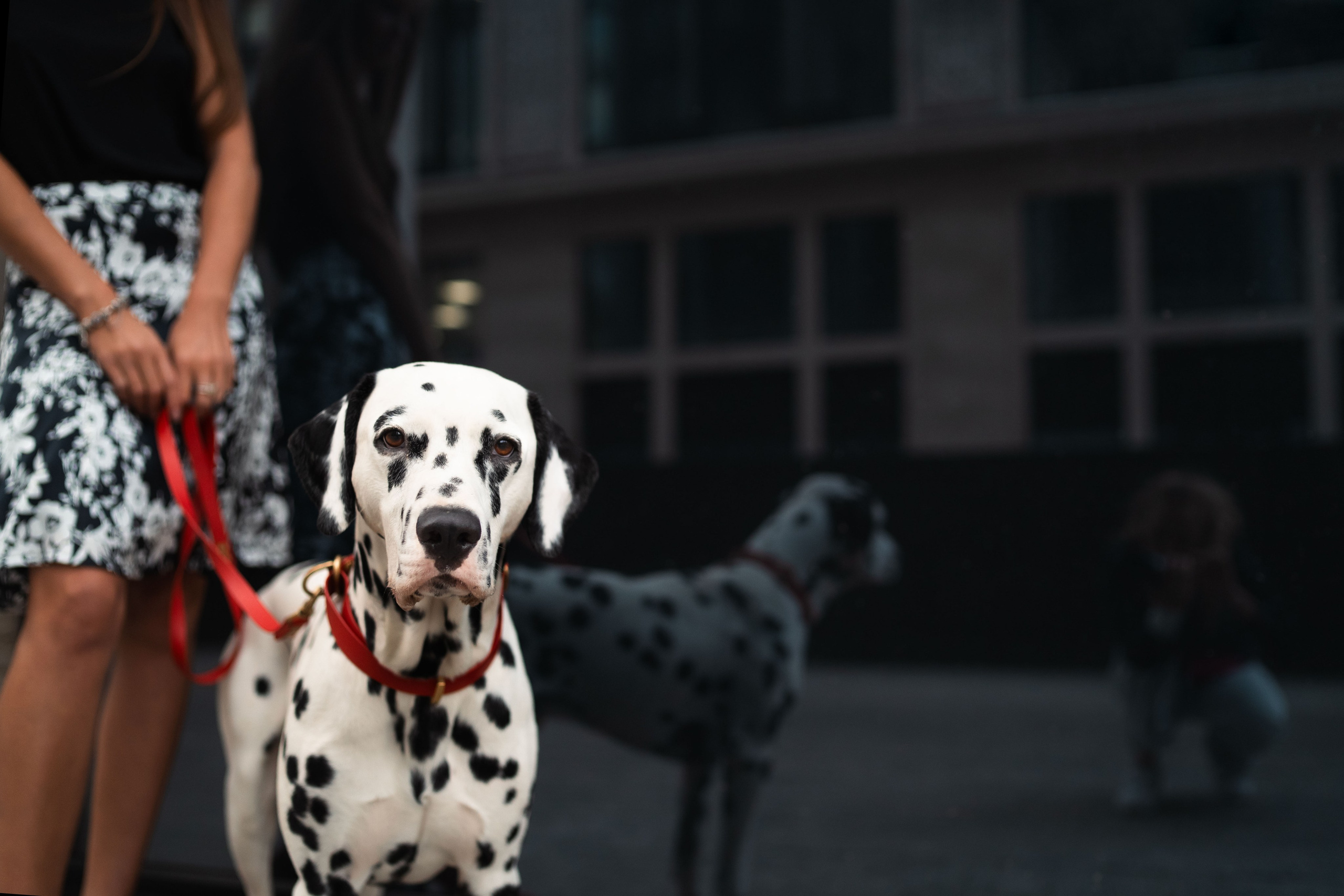 1 Далматин. Фотограф анималист