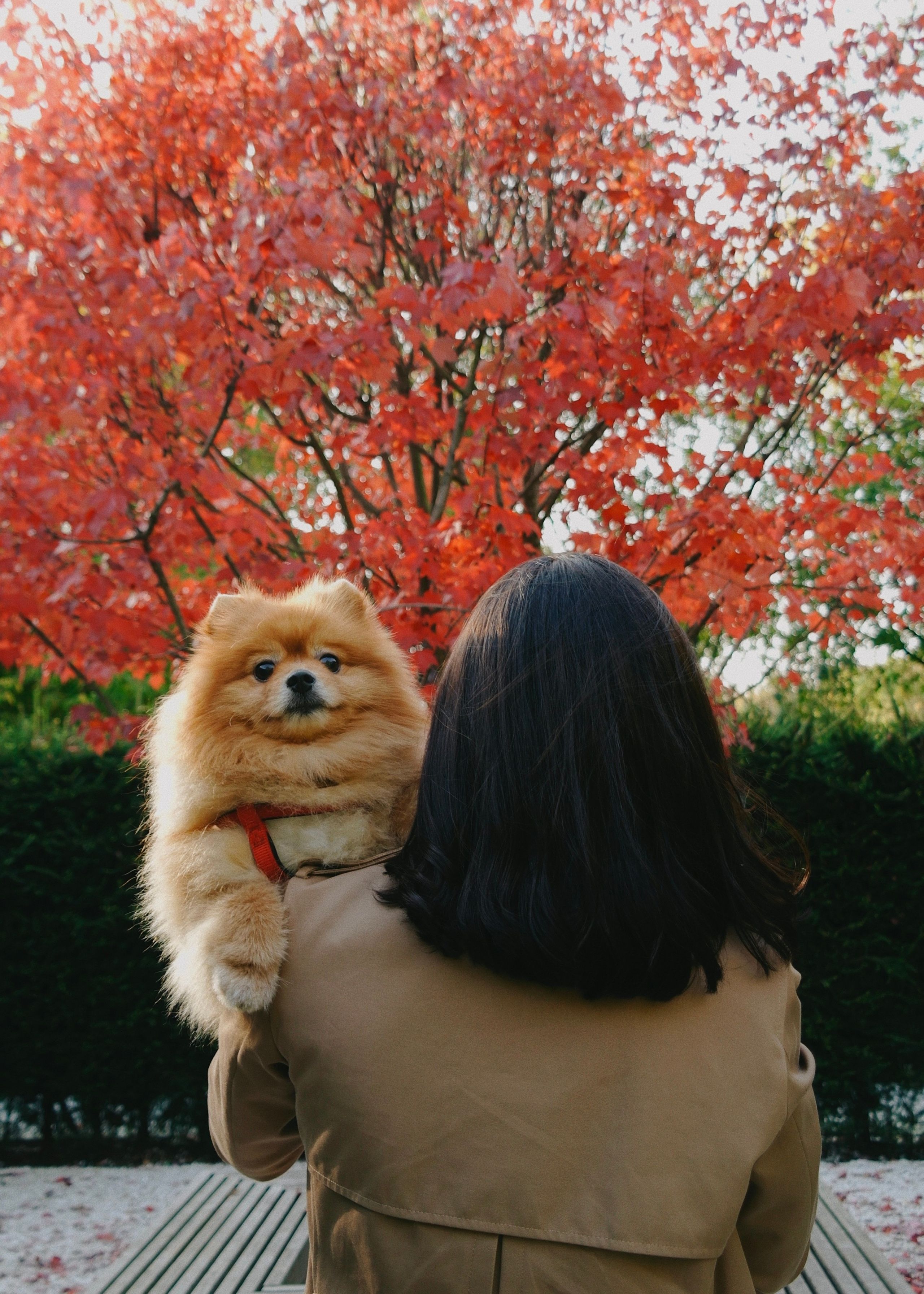 Питомцы. Татьян гертье