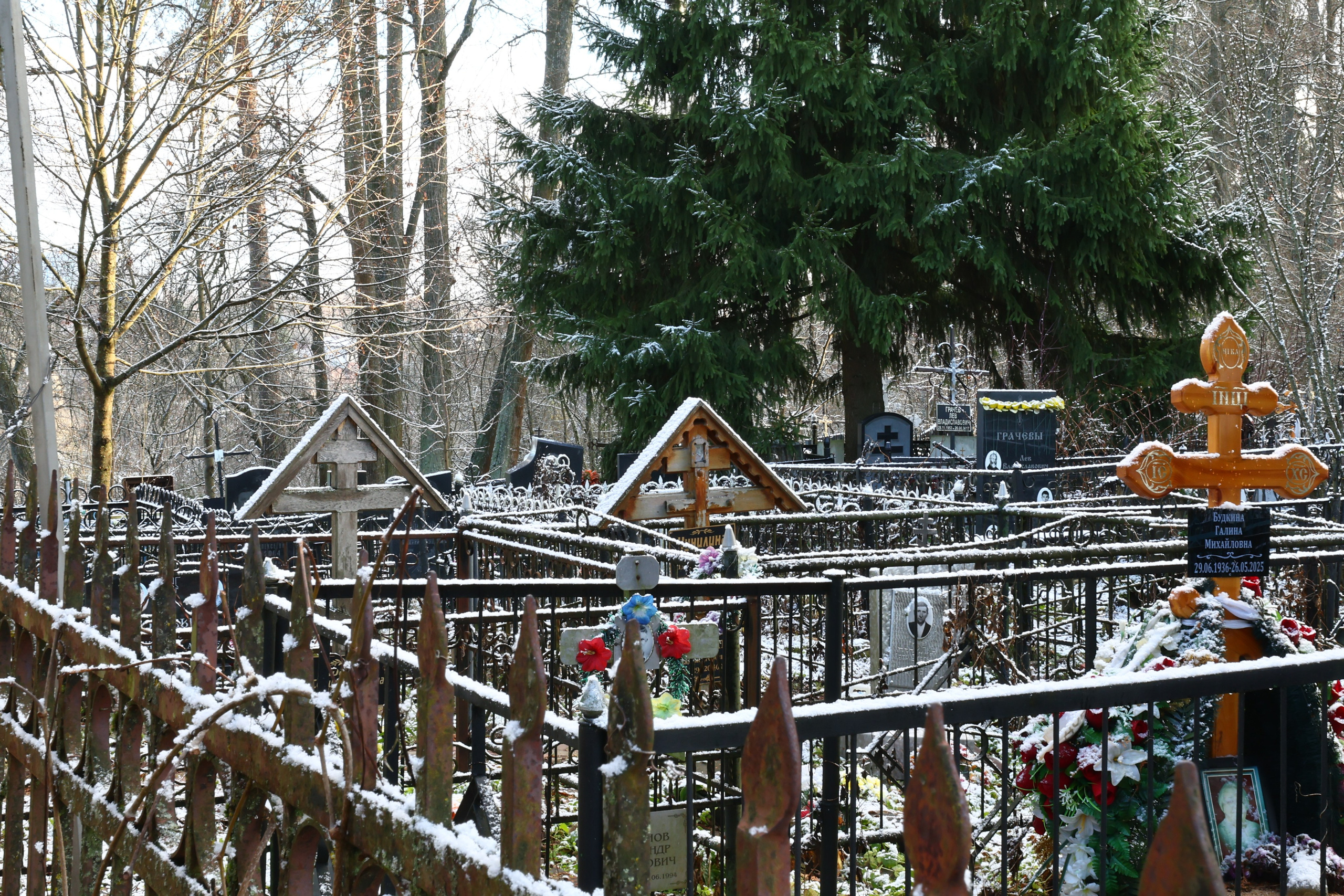 Два лепестка Химкинского марафона у дома, 23.11.25. Фотограф Сергей Ловкий