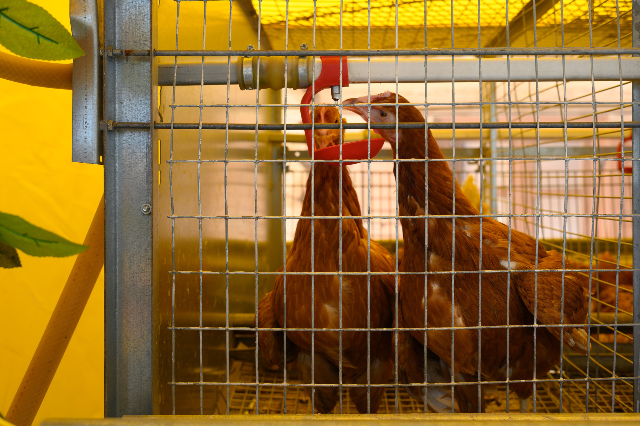 Агровыставка. Фотоуслуги, услуги фотографа, фотографирование важных событий