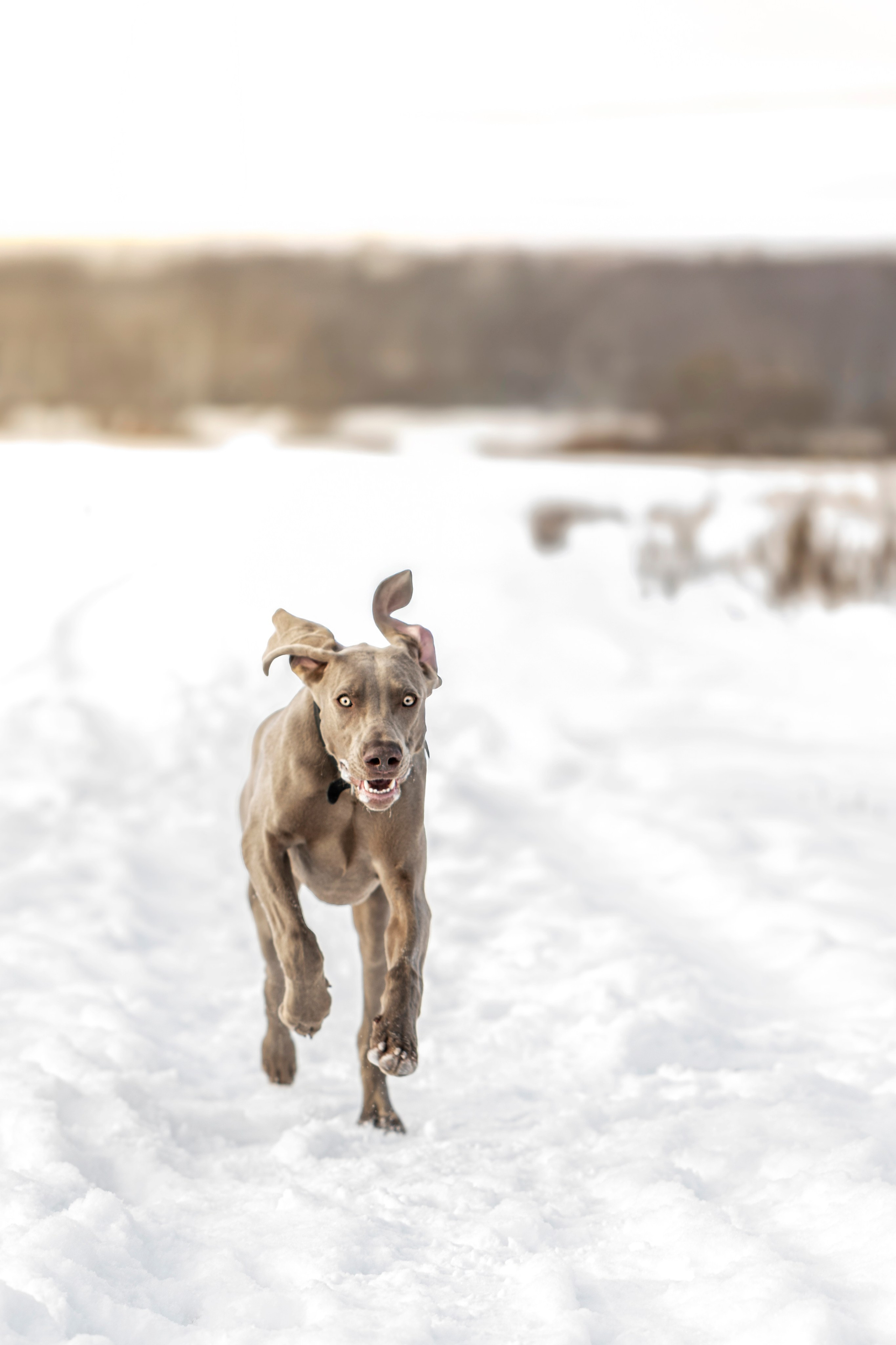 Фотопрогулка с красивой собакой. Фотограф анималист в Санкт-Петербурге Таша Крейв