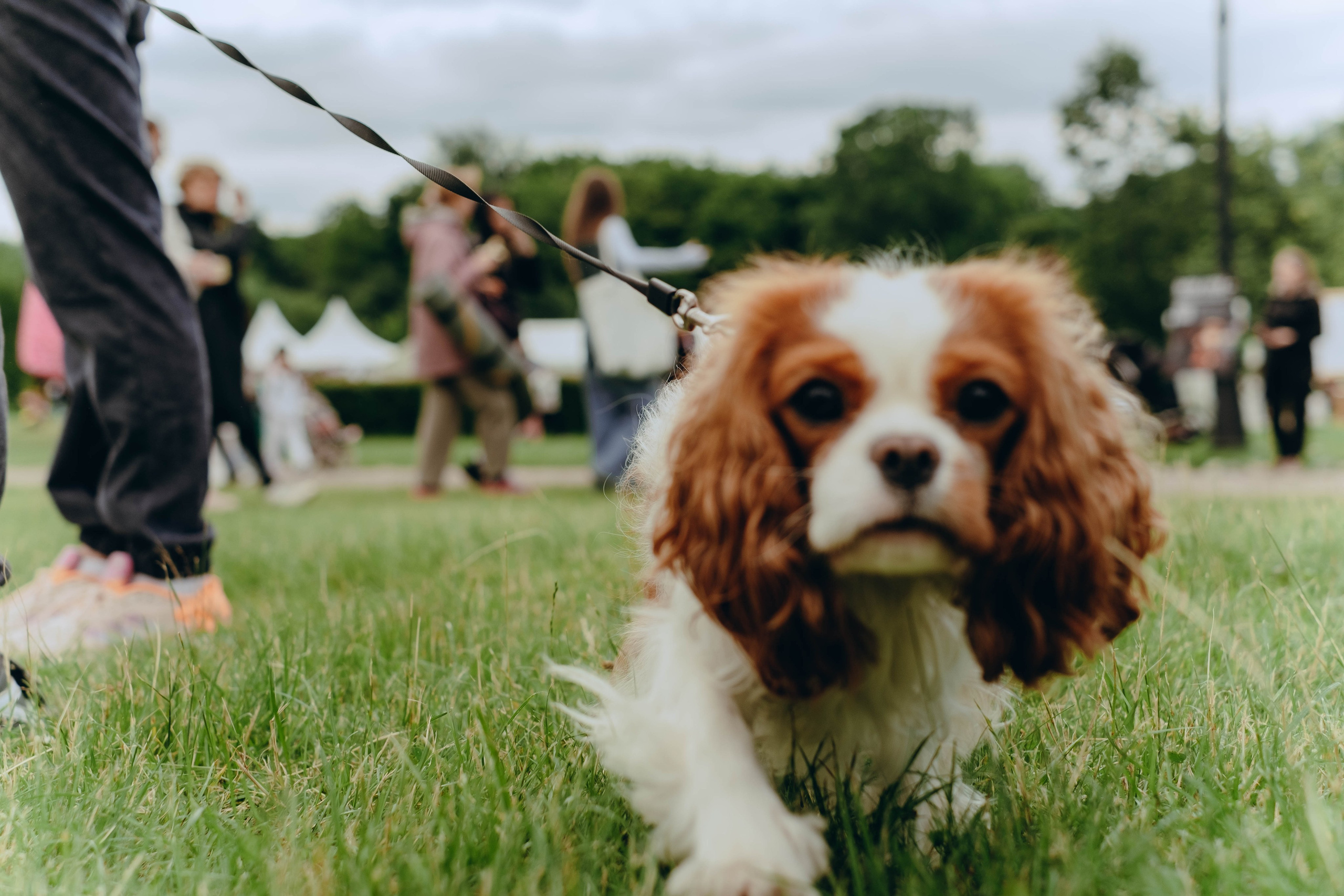 XI Международный день Йоги в Москве. Фотограф Аннё| Москва