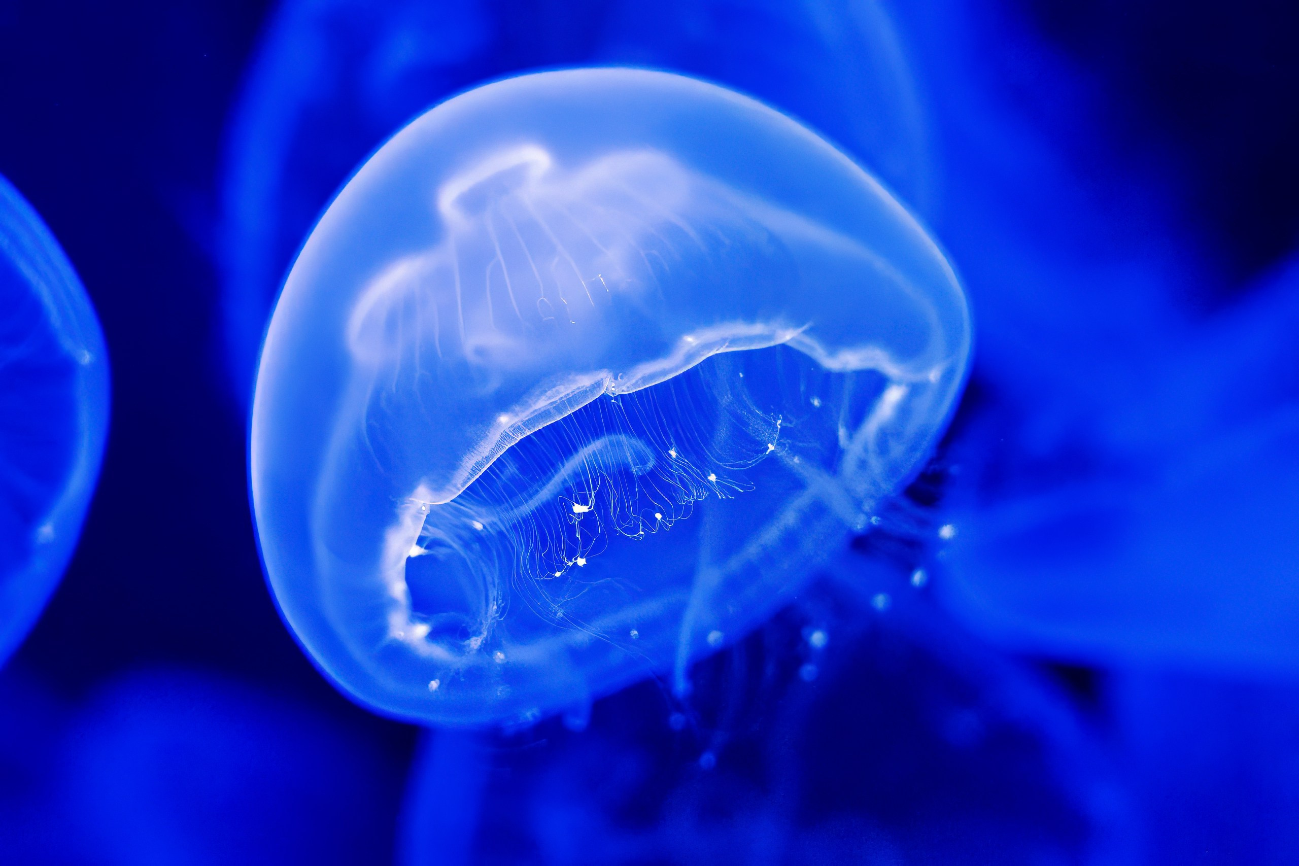 Зоопарк. Photomantis