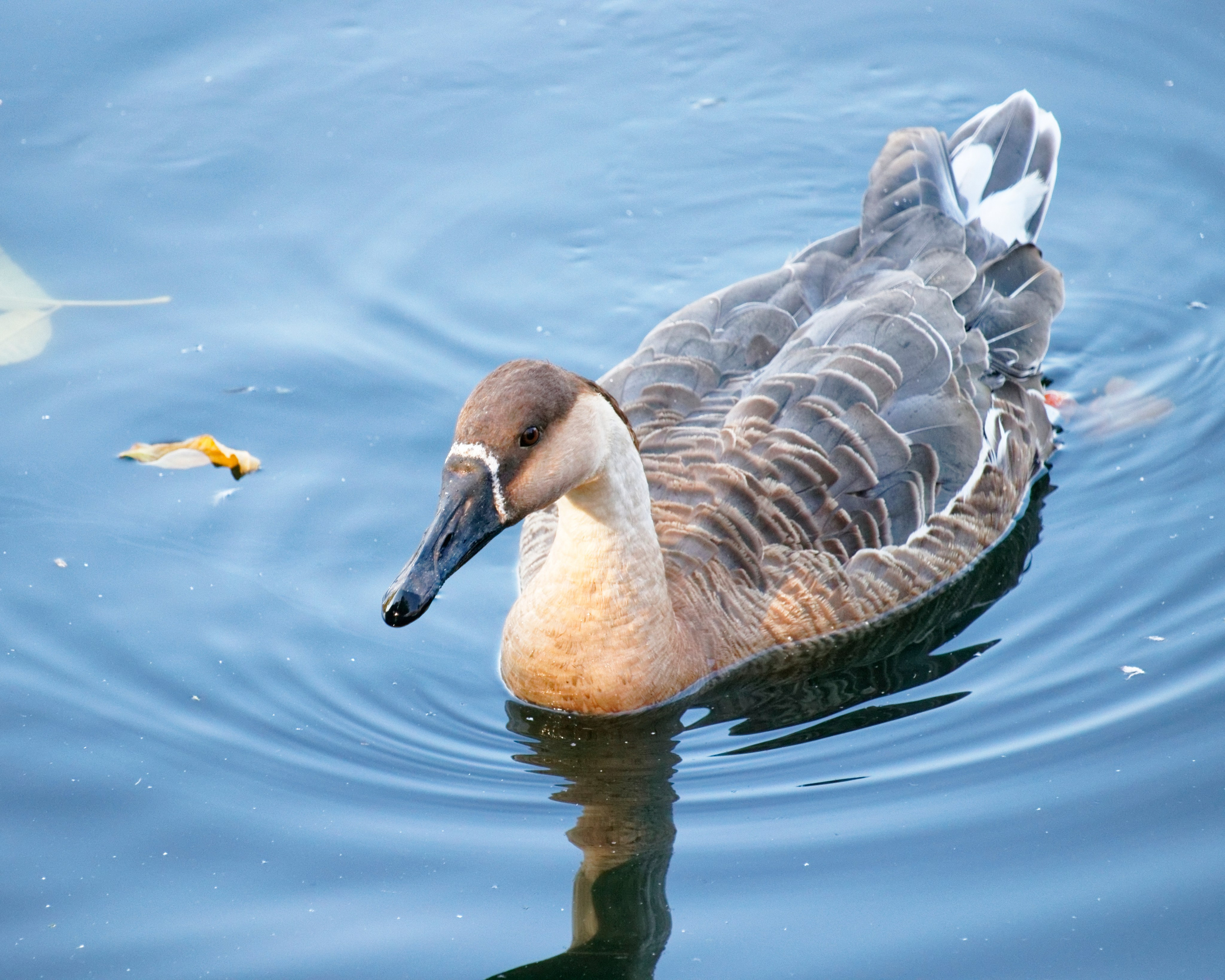 МОСКОВСКИЙ ЗООПАРК. Фотограф Владимир Роля