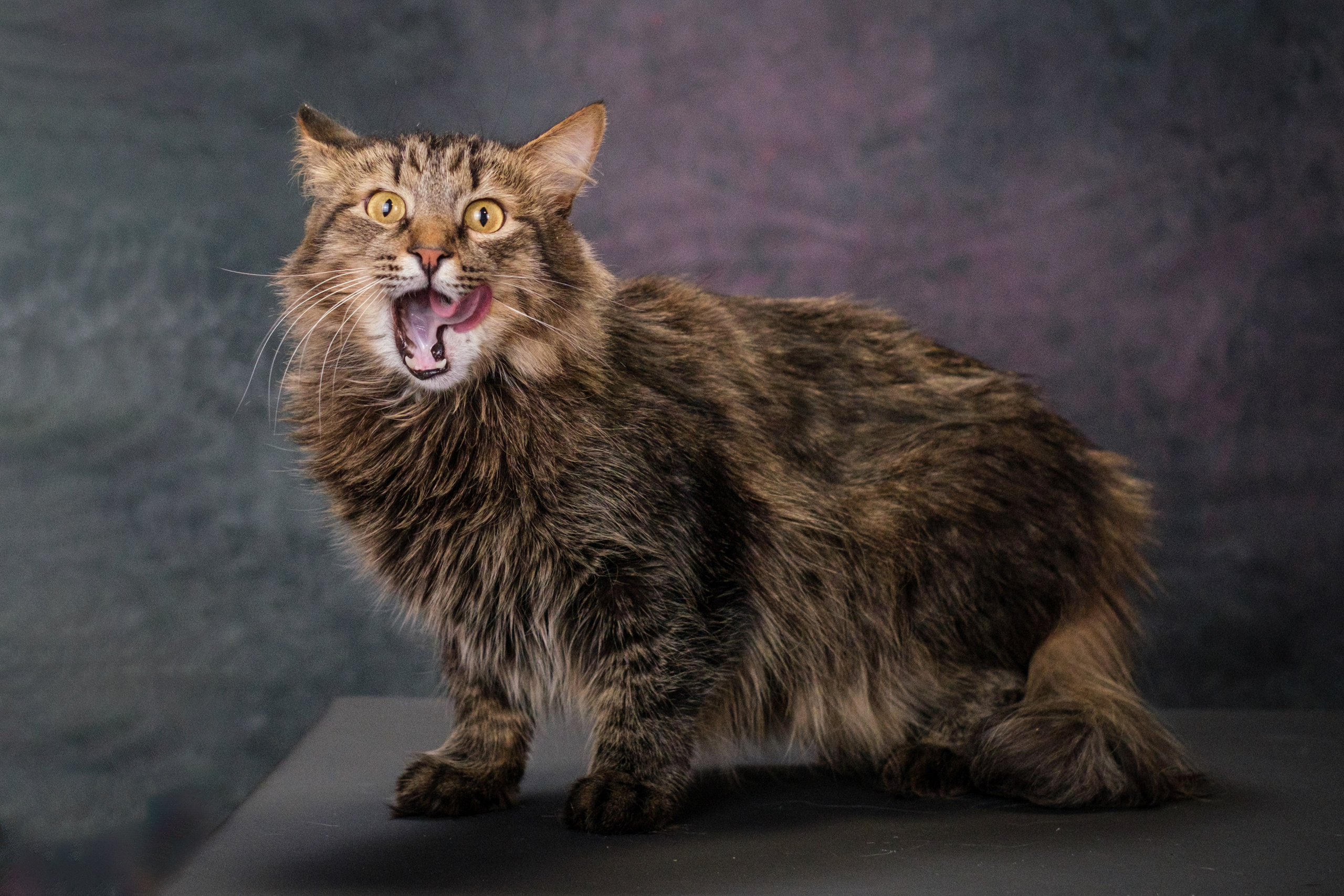 Котики Мурмурии). Зоофотограф, фотограф животных в Москве и области Дина Дамоцева