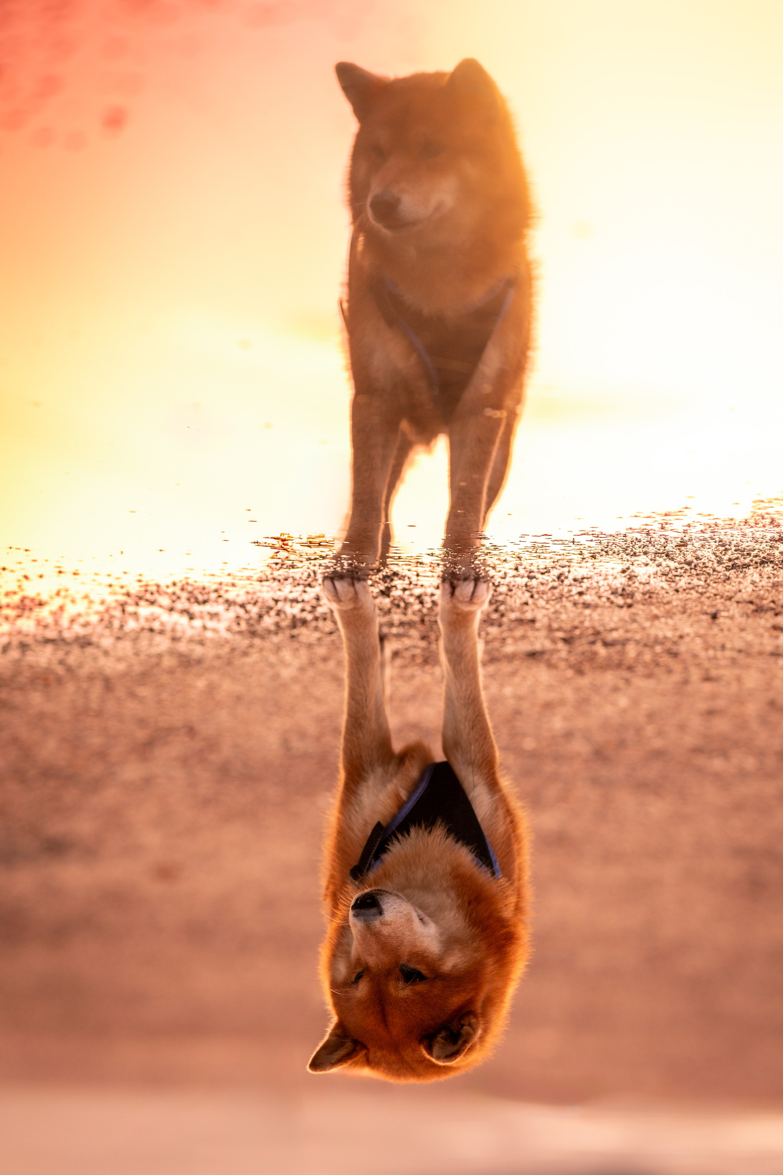 Харизматичный Шима). Зоофотограф, фотограф животных в Москве и области Дина Дамоцева