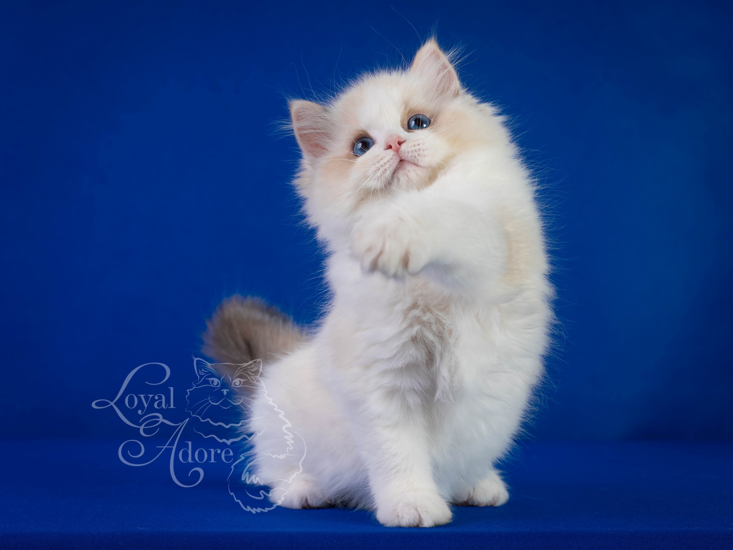 Кошки производители Loyal Adore. Питомник рэгдолл Loyal Adore