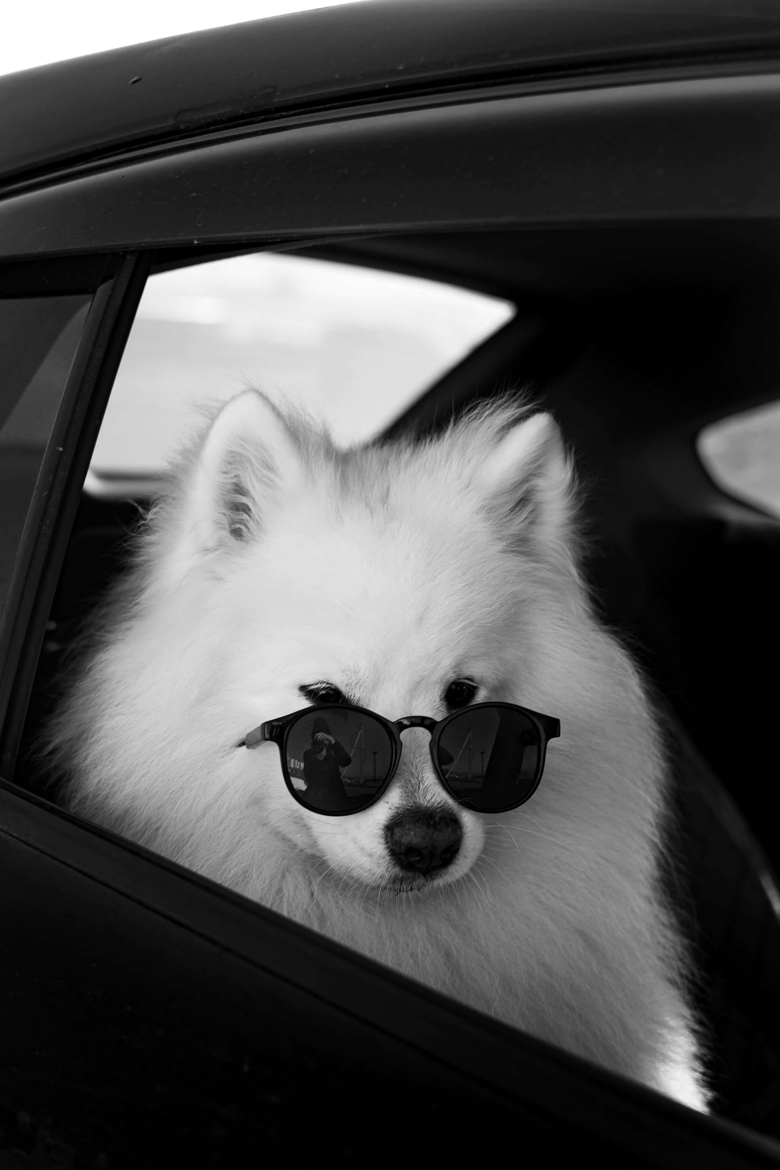 Полина и Вирчик. Фотограф — анималист Владивосток, Алина